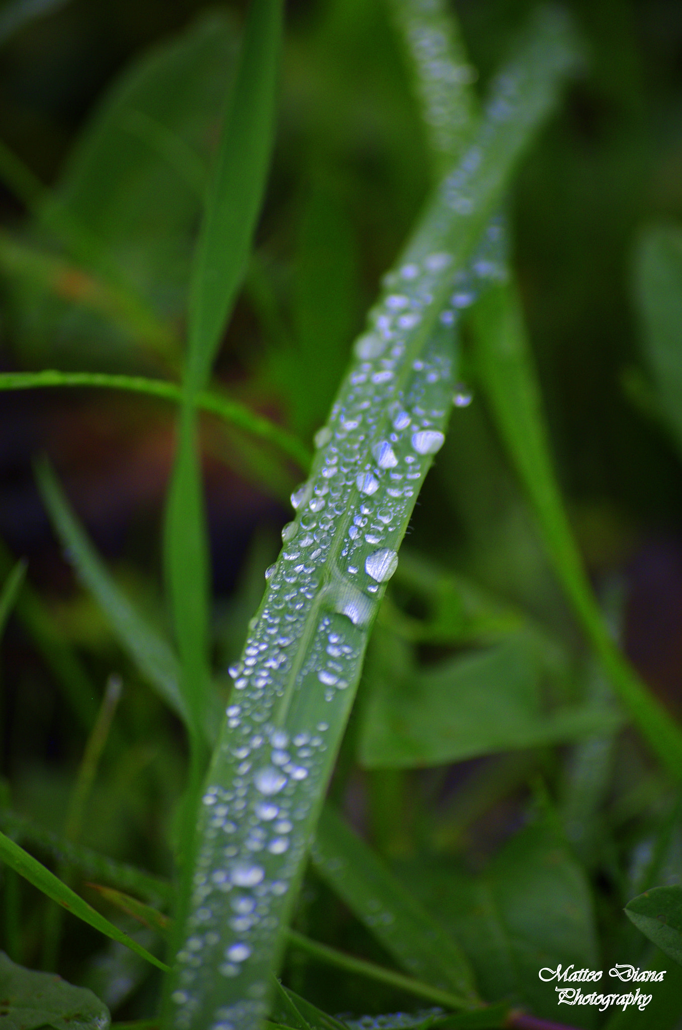 smc PENTAX-DA L 50-200mm F4-5.6 ED sample photo. The drops.. photography