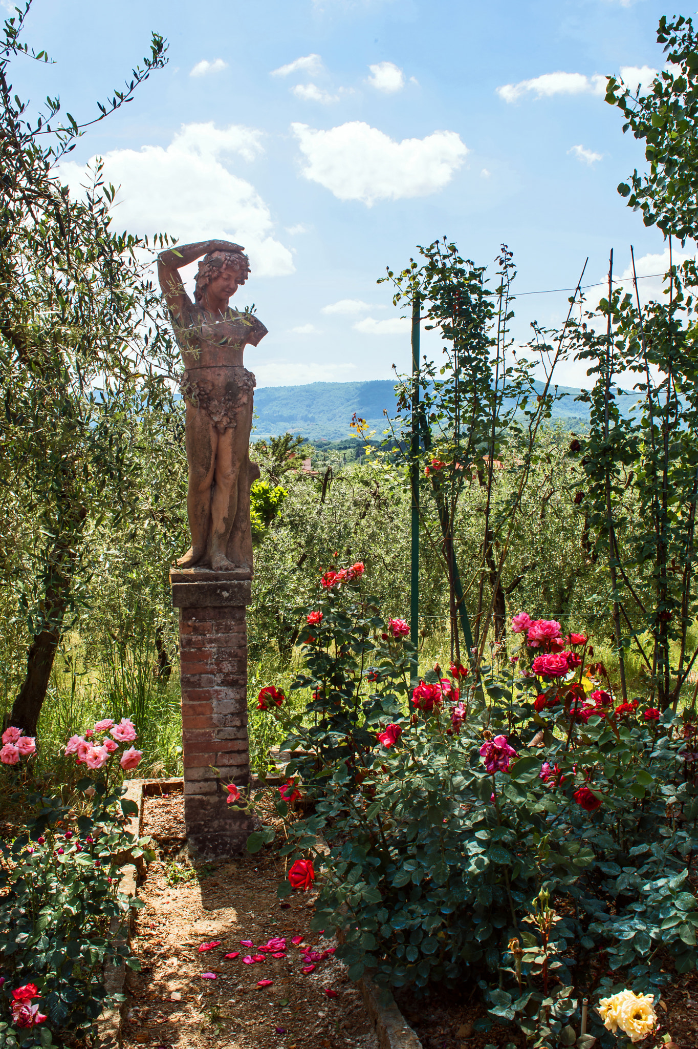 AF Zoom-Nikkor 28-85mm f/3.5-4.5 sample photo. Rose garden photography