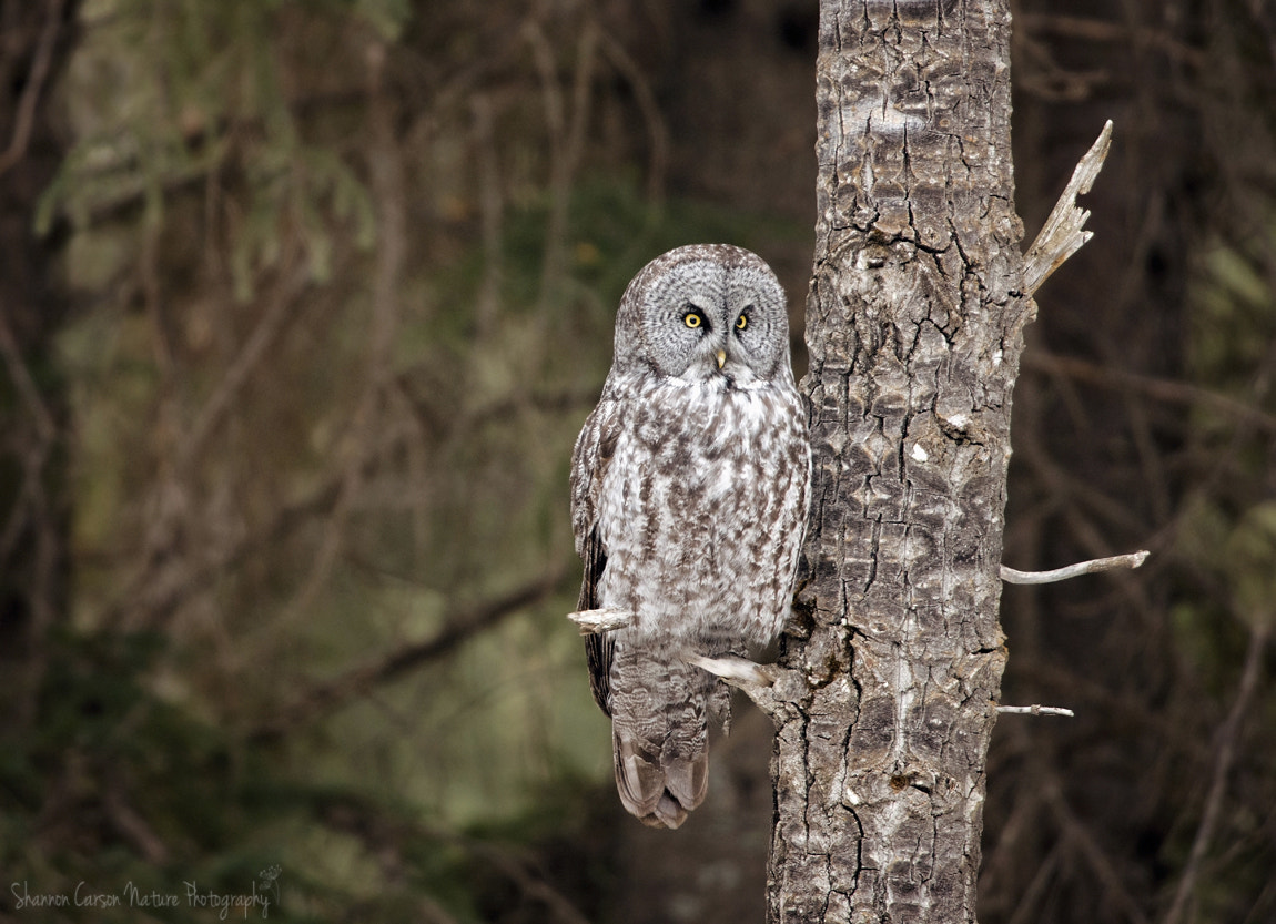 Nikon D800E + Nikon AF-S Nikkor 500mm F4G ED VR sample photo. Great grey owl photography