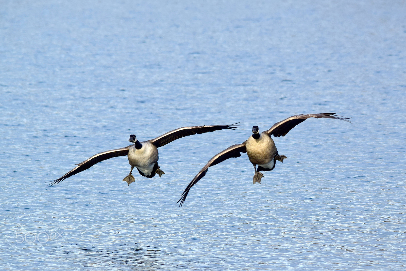 Sigma 150-500mm F5-6.3 DG OS HSM sample photo. In flight photography