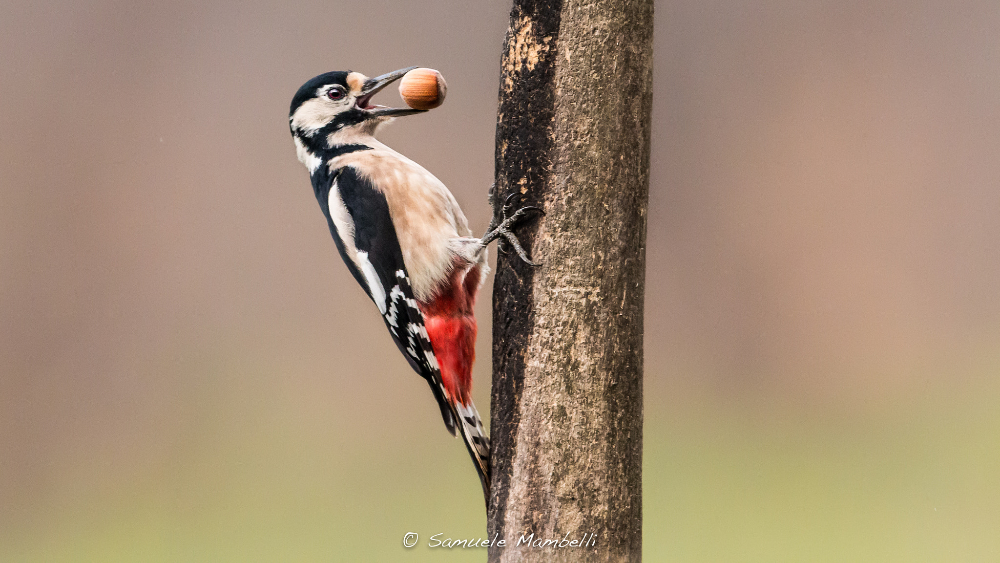 Canon EOS 70D + Canon EF 300mm F2.8L IS USM sample photo. Con la nocciola photography
