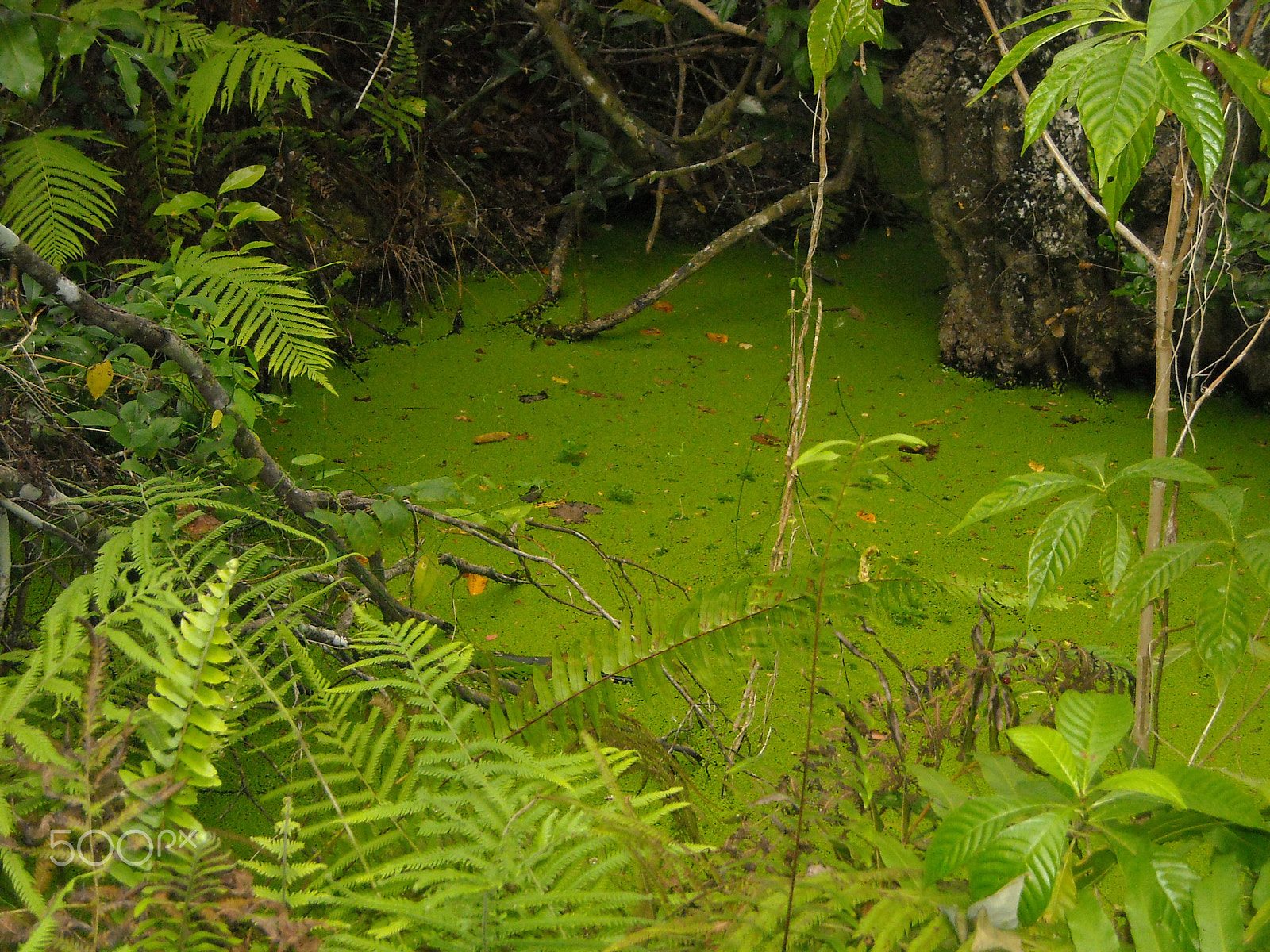 Nikon Coolpix L16 sample photo. Wetlands photography