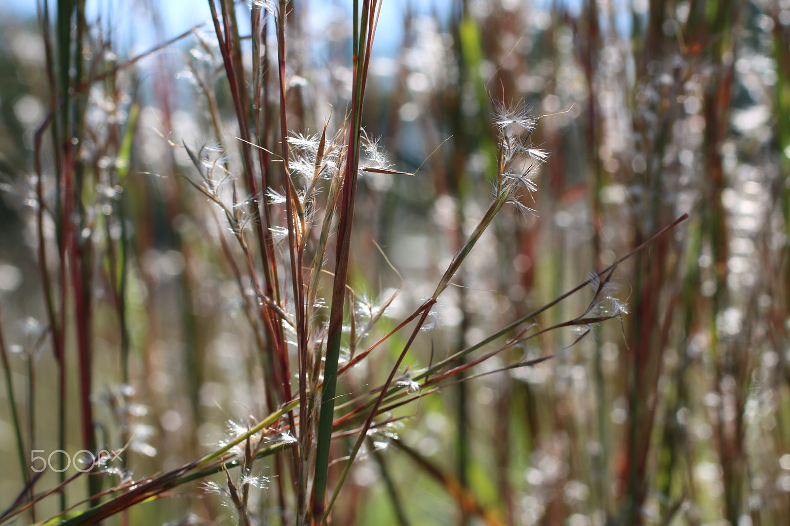 Canon EF 50mm F2.5 Macro sample photo. 6894 photography