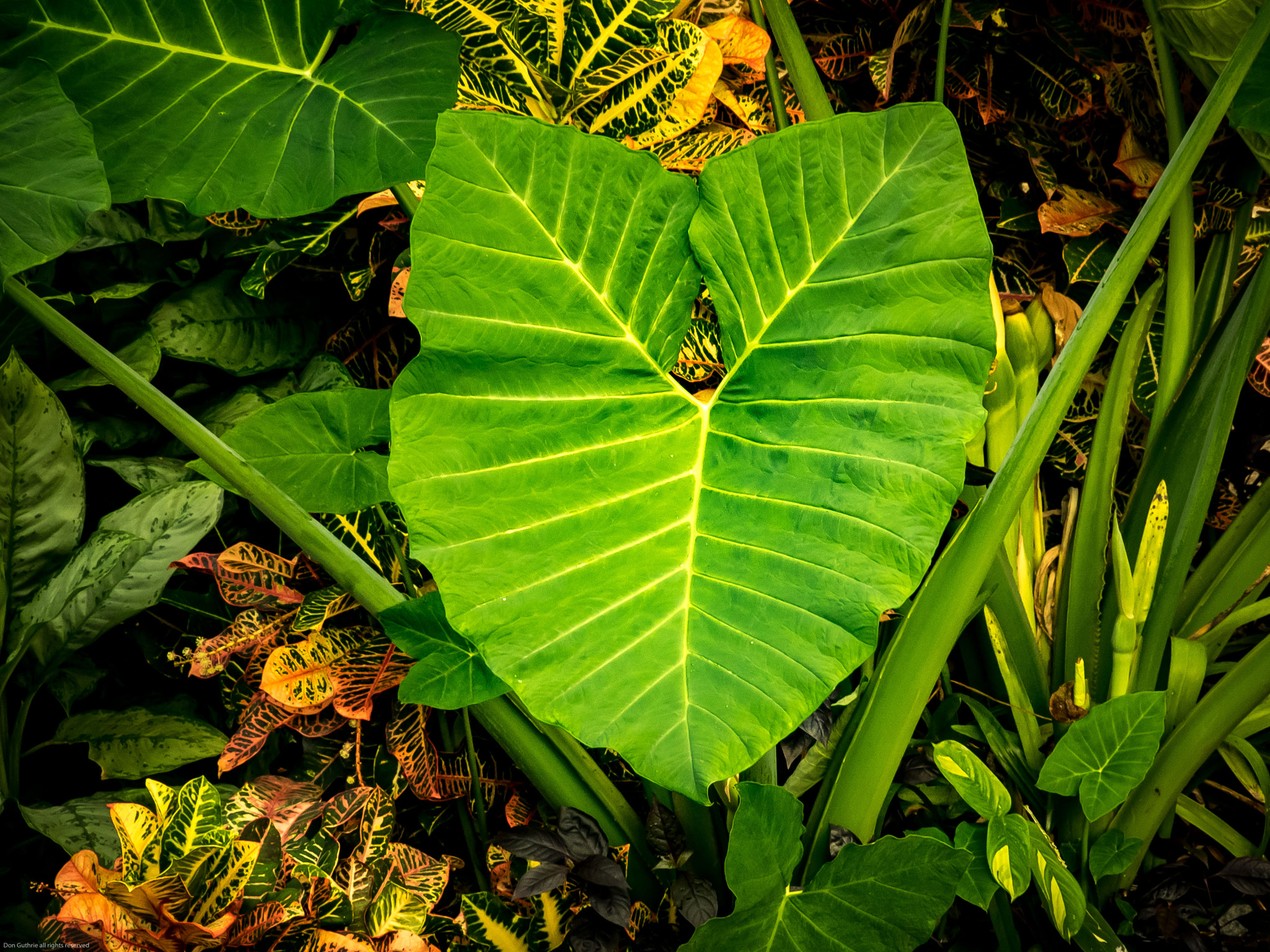 Tamron 14-150mm F3.5-5.8 Di III sample photo. Leaves photography