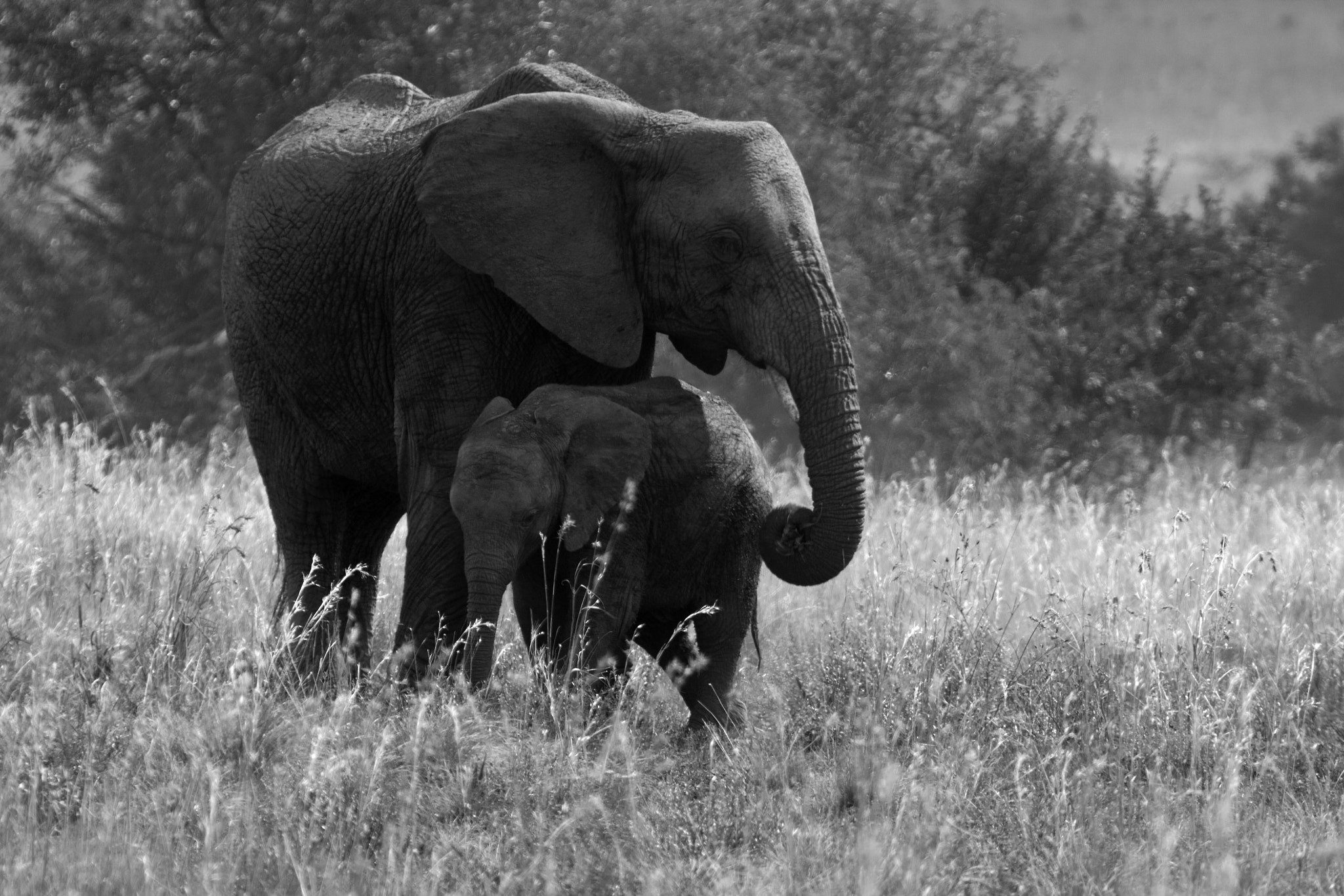 Canon EF 70-200mm F2.8L USM sample photo. Elephant photography