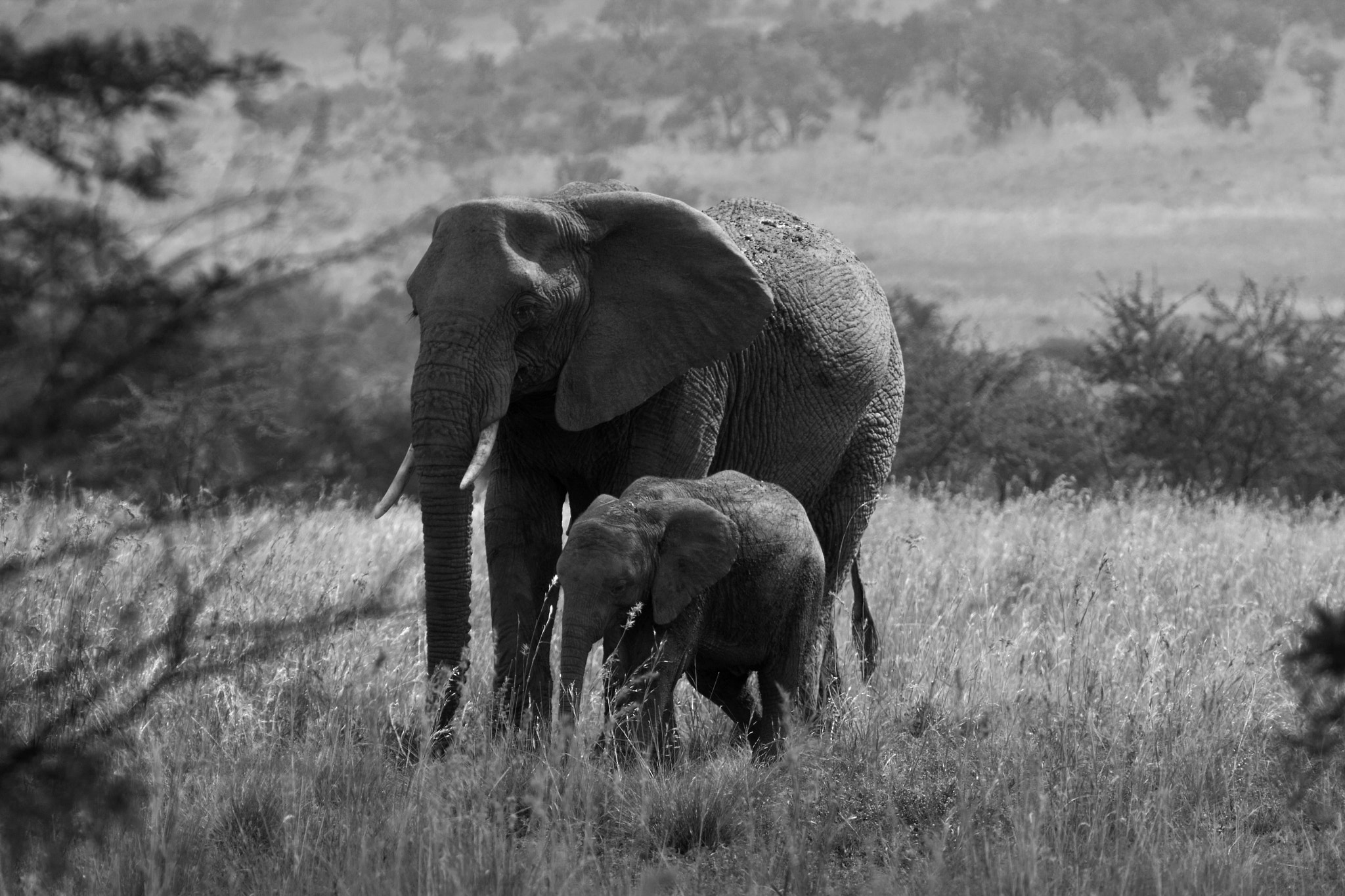 Canon EF 70-200mm F2.8L USM sample photo. Elephant photography