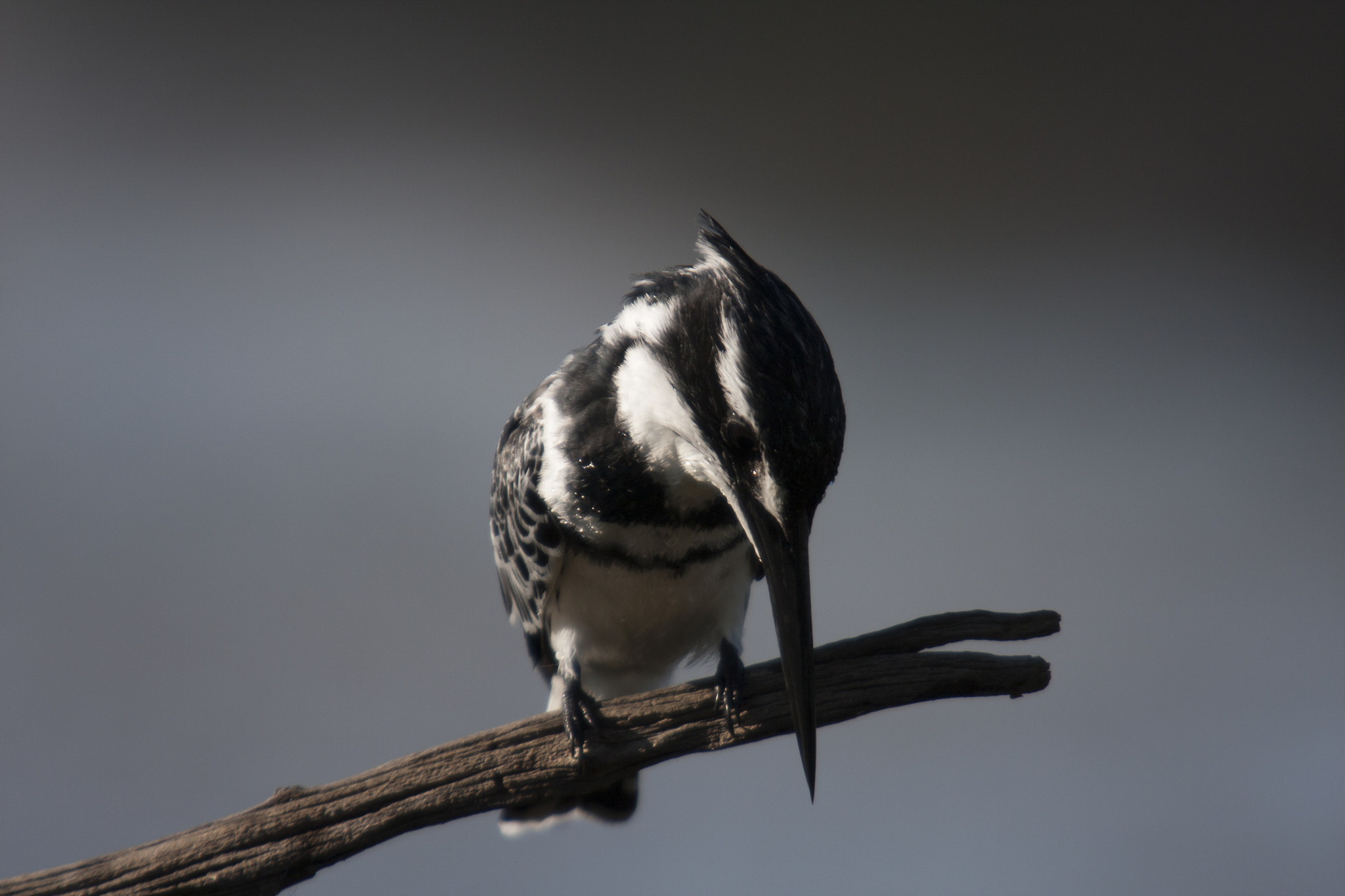 Canon EF 70-200mm F2.8L USM sample photo. Kingfisher photography