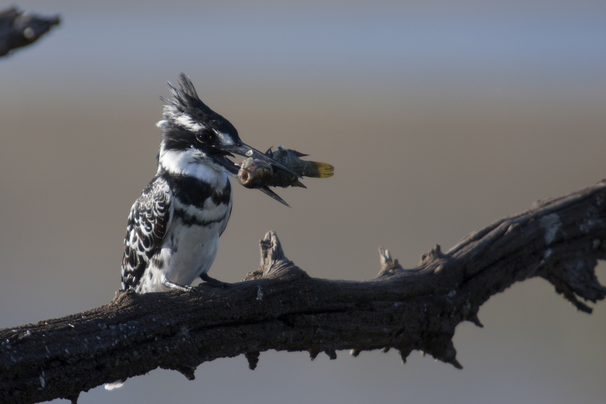 Canon EF 70-200mm F2.8L USM sample photo. Kingfisher photography