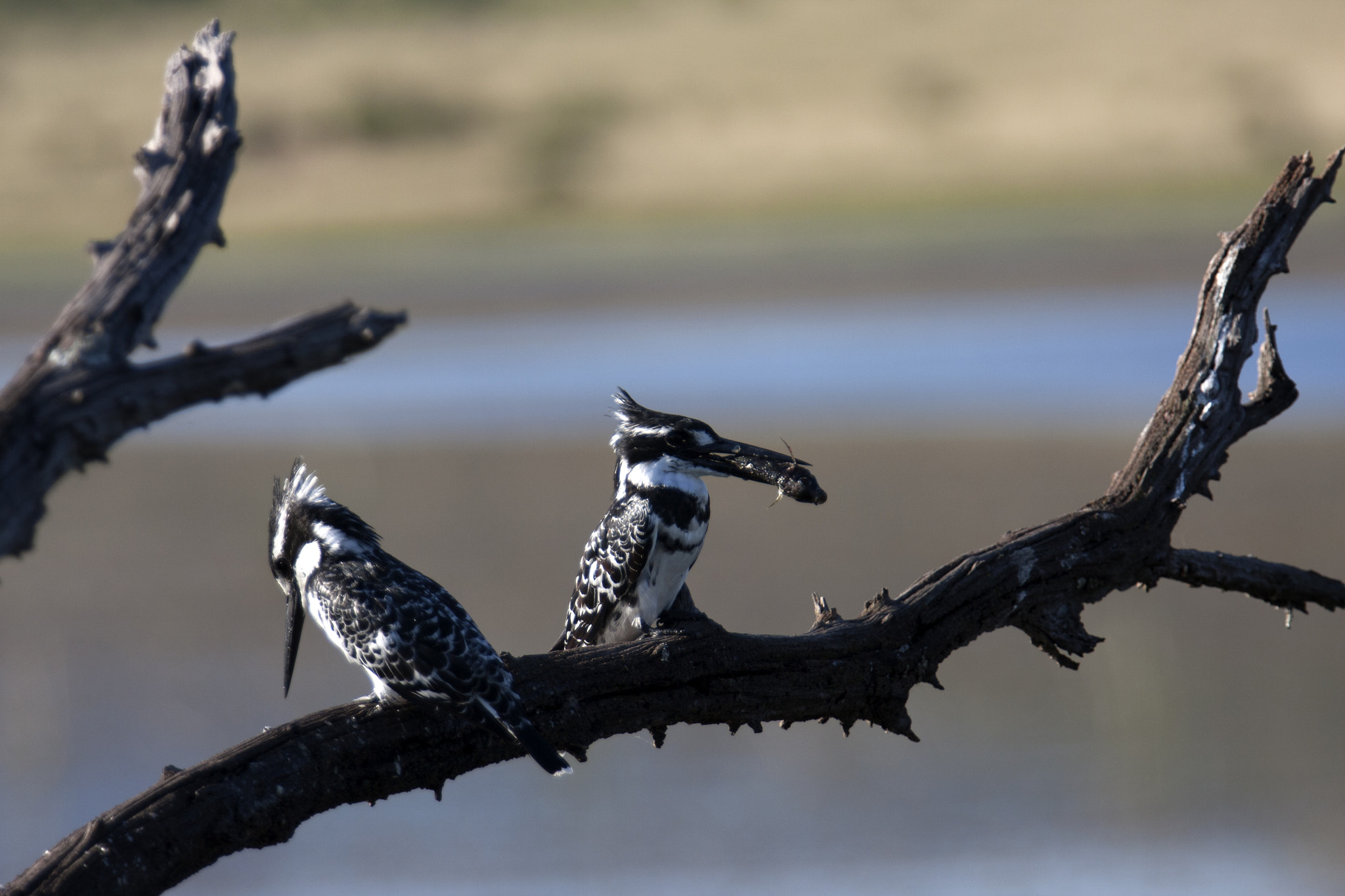 Canon EF 70-200mm F2.8L USM sample photo. Kingfisher photography