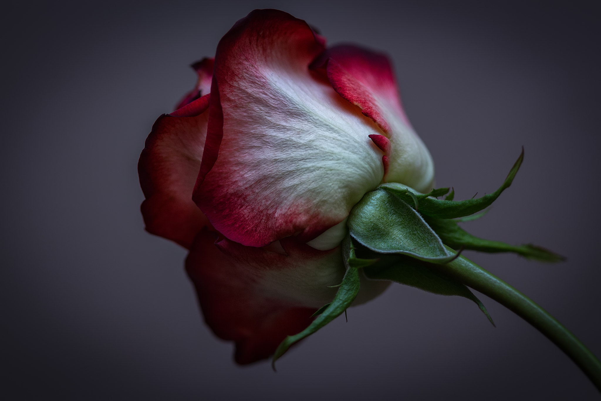 Canon EF 100mm F2.8 Macro USM sample photo. Rose photography