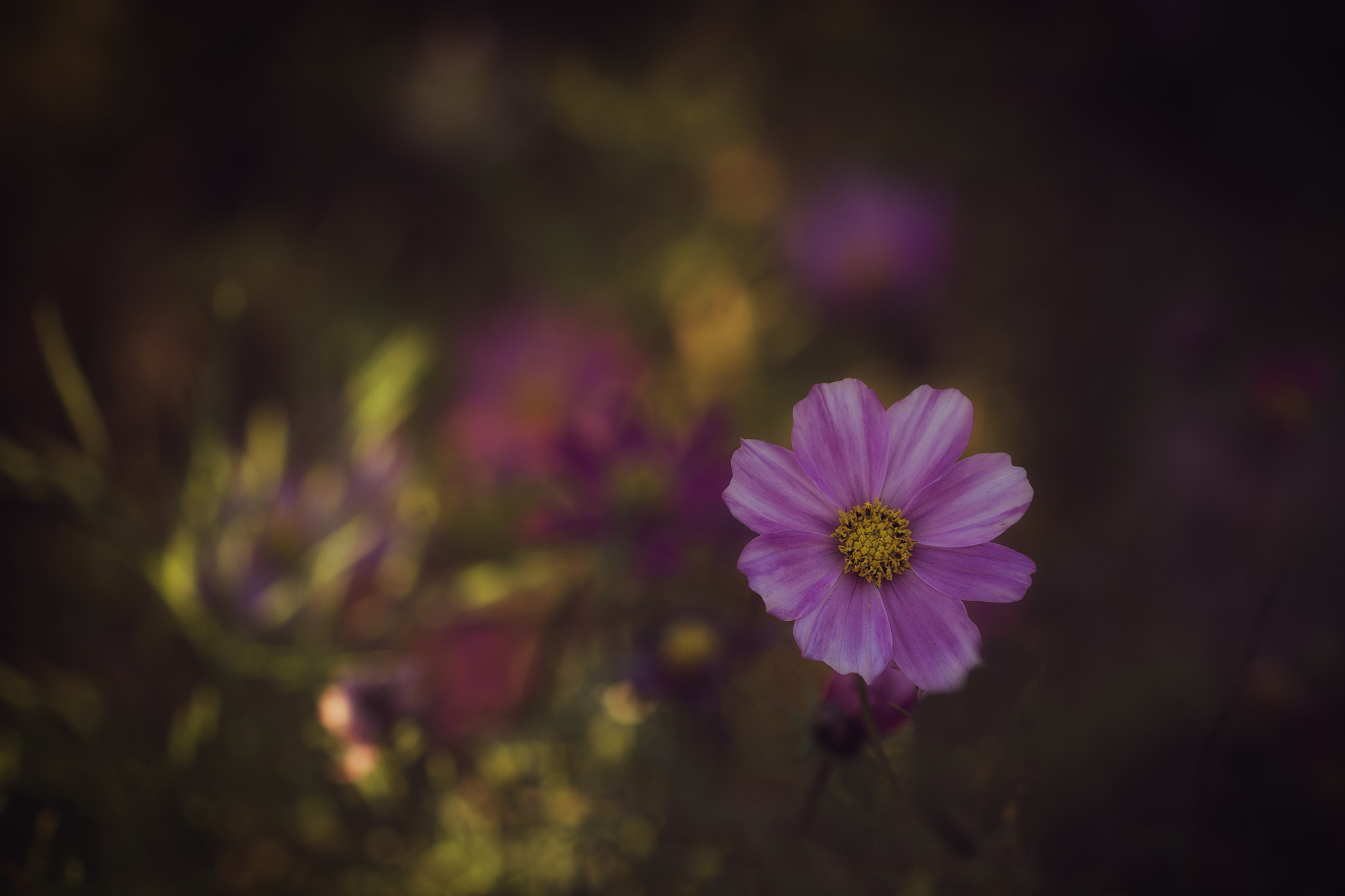 Canon EF 100mm F2.8 Macro USM sample photo. Flower photography