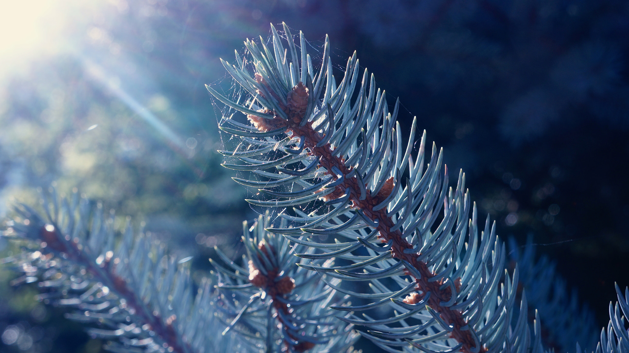 Tamron 18-200mm F3.5-6.3 Di III VC sample photo. "blue spruce" photography