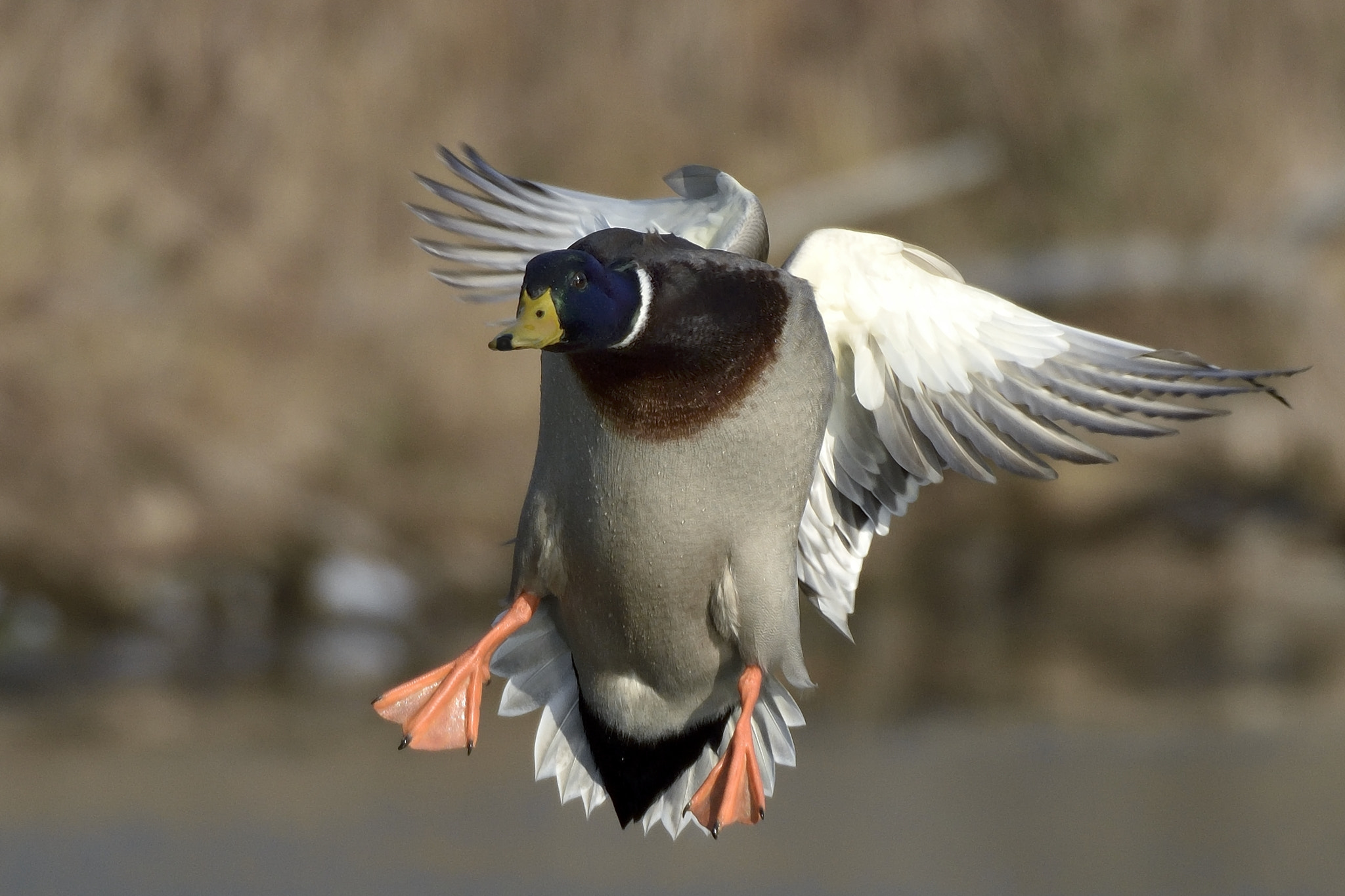 Nikon AF-S Nikkor 200-400mm F4G ED-IF VR sample photo. Drake landing photography