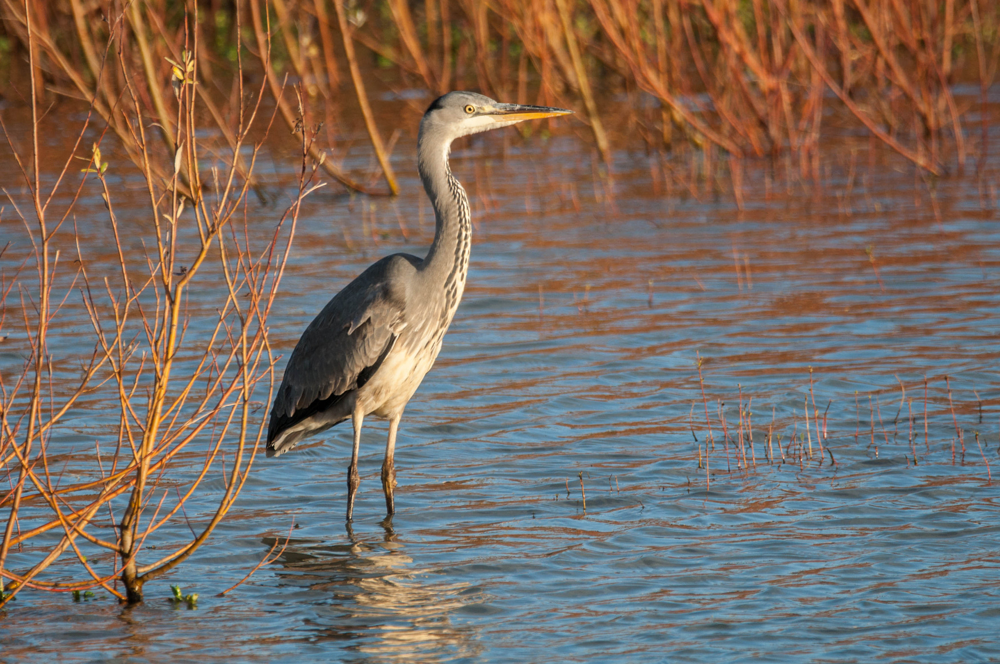 Sigma 150-600mm F5-6.3 DG OS HSM | C sample photo. Reiger photography