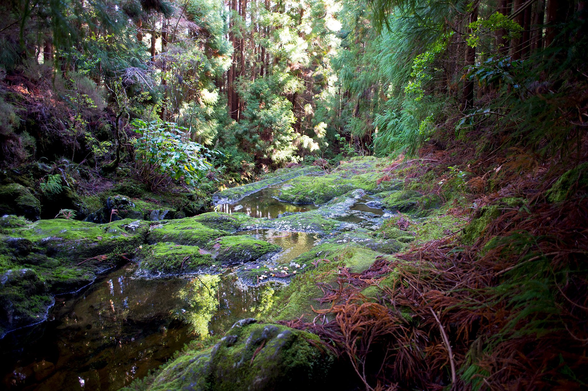 Nikon D4 + Nikon AF Nikkor 24mm F2.8D sample photo. A forest photography