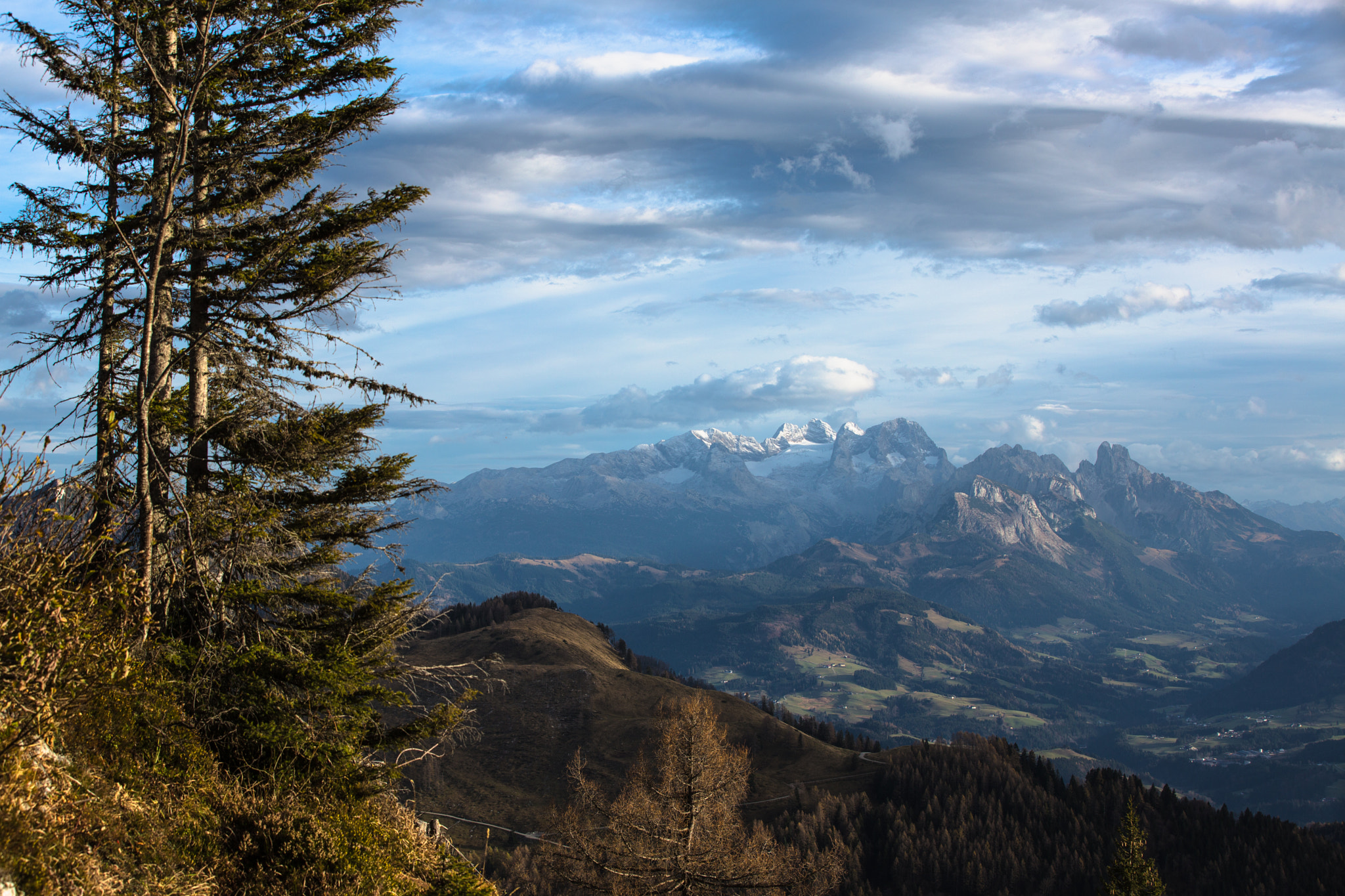 Dachstein Baum