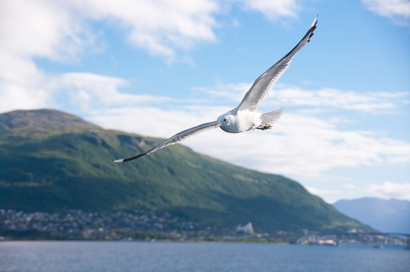 Pentax K20D sample photo. Norwegian gull photography