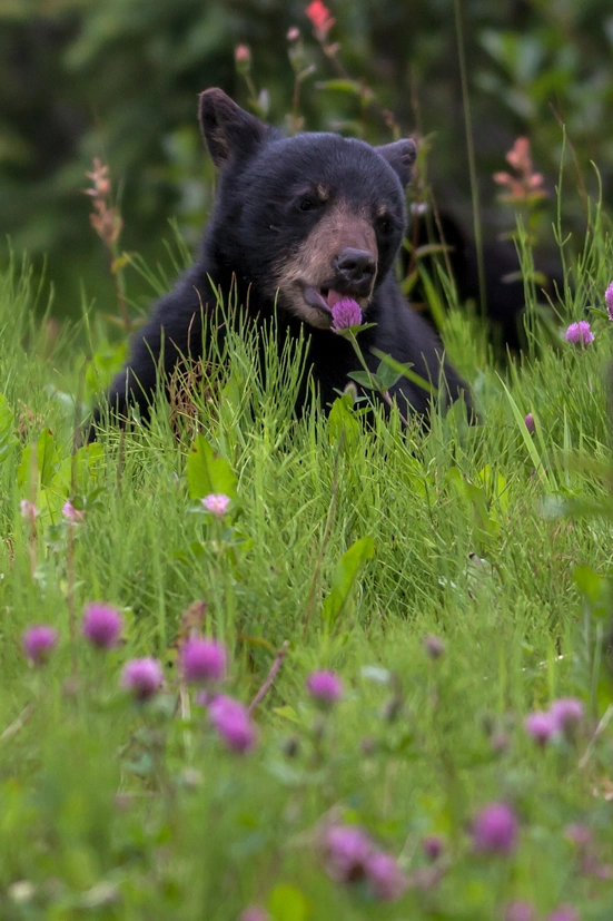 Canon EOS 5D Mark II + Canon EF 400mm F5.6L USM sample photo. Pink meal photography