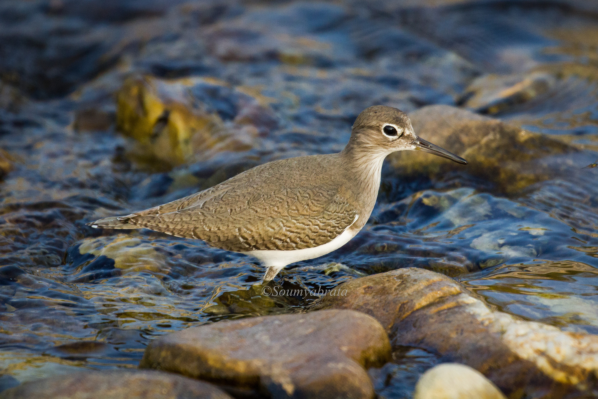 Canon EF 100-400mm F4.5-5.6L IS II USM sample photo. Sandpiper photography