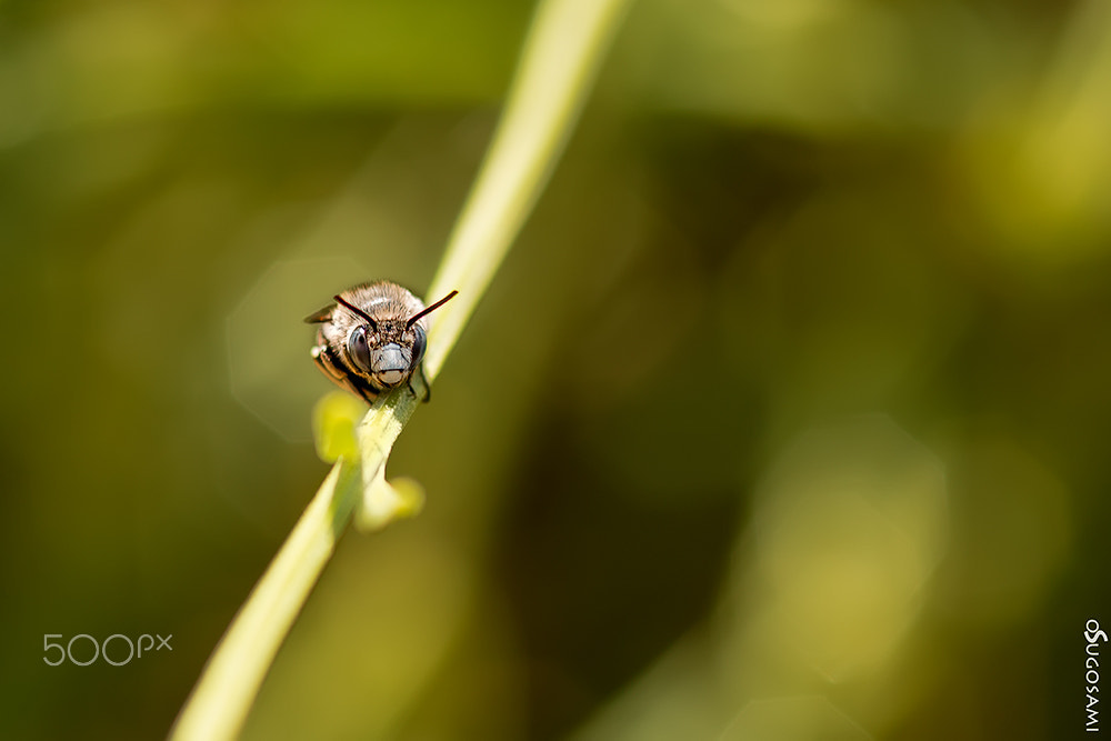 Canon EOS 70D + Sigma 105mm F2.8 EX DG Macro sample photo. Te veo photography