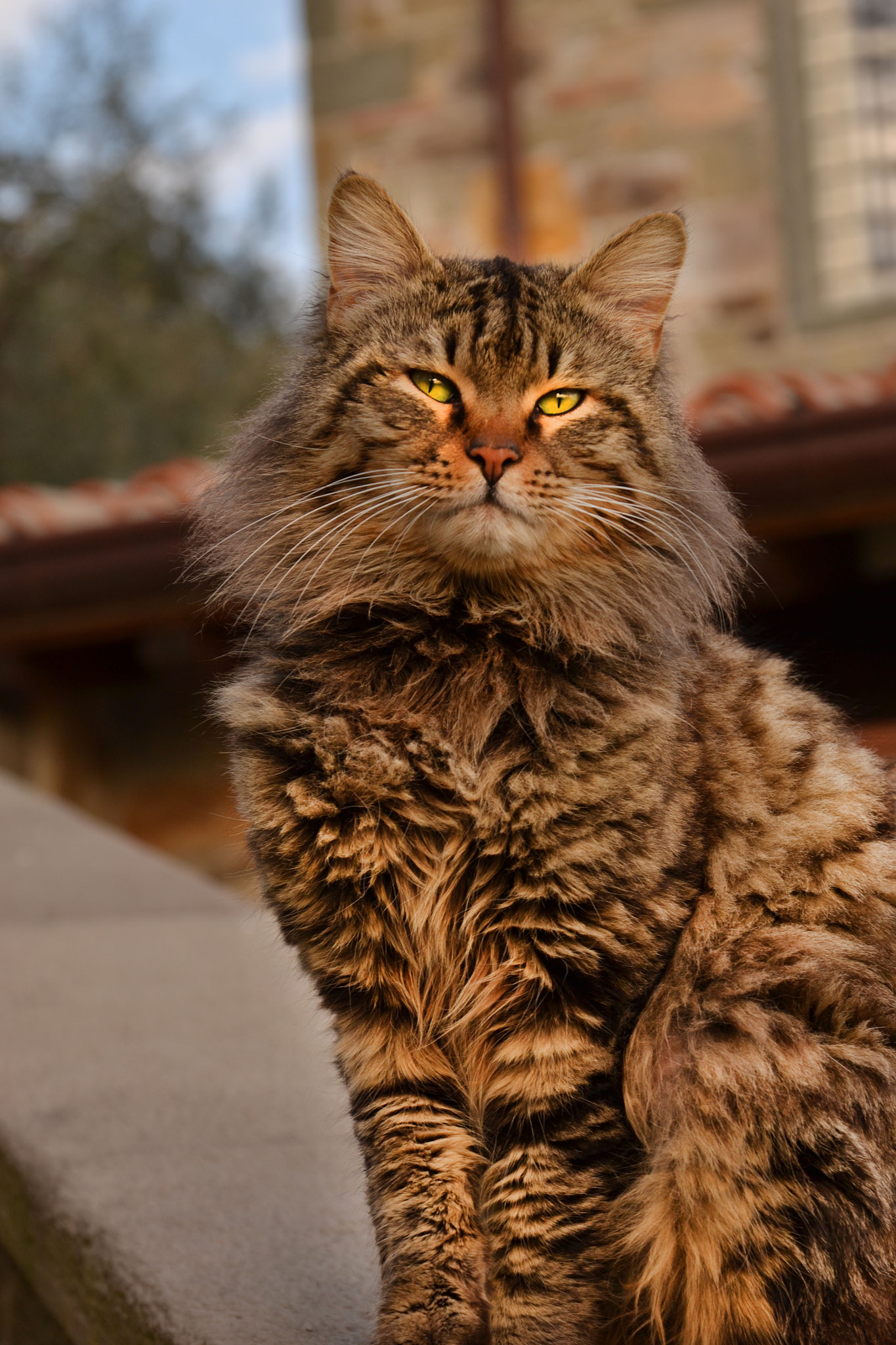 Sigma 17-70mm F2.8-4 DC Macro OS HSM | C sample photo. The king photography