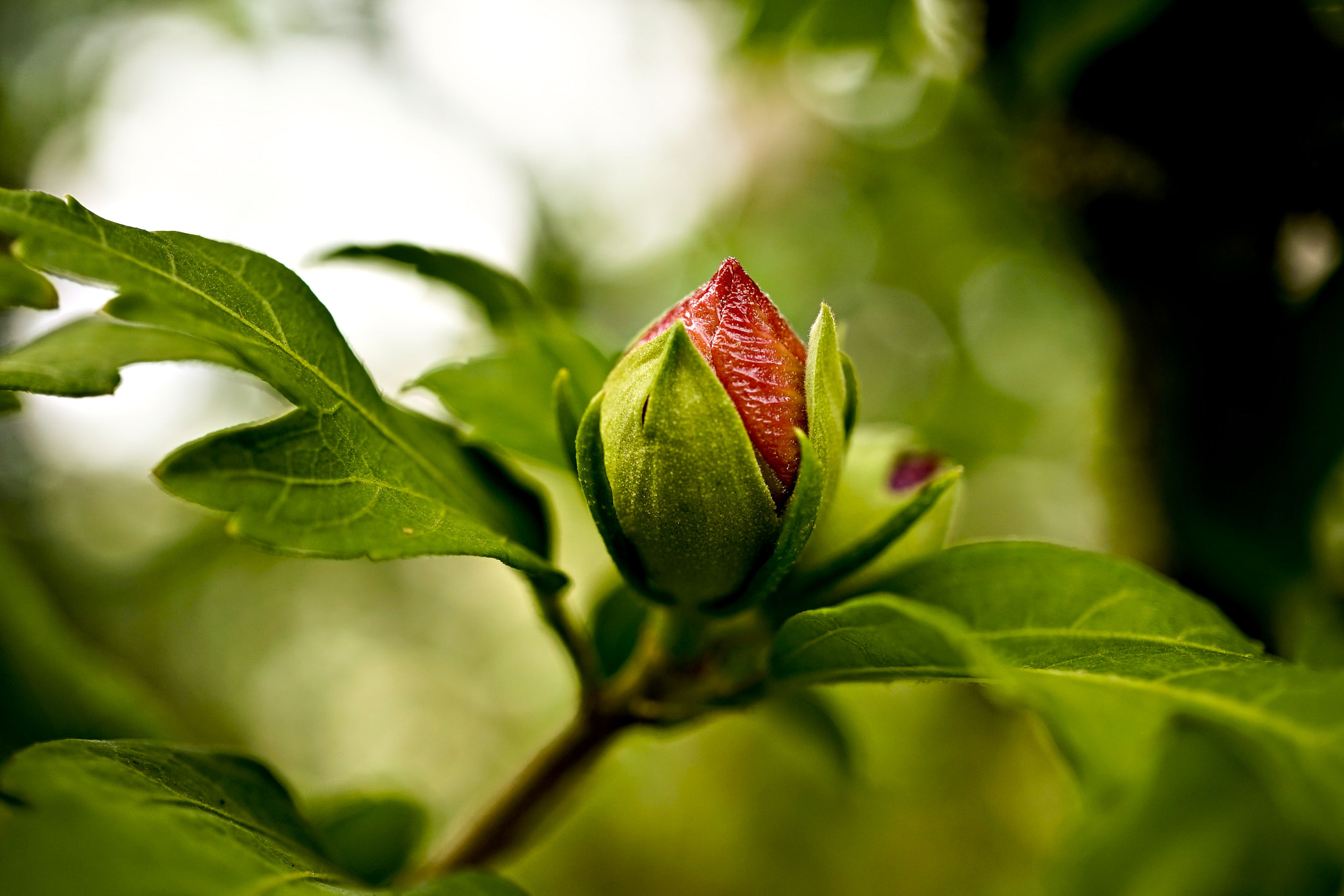 Sony a7 + Sony E 30mm F3.5 Macro sample photo. &é photography