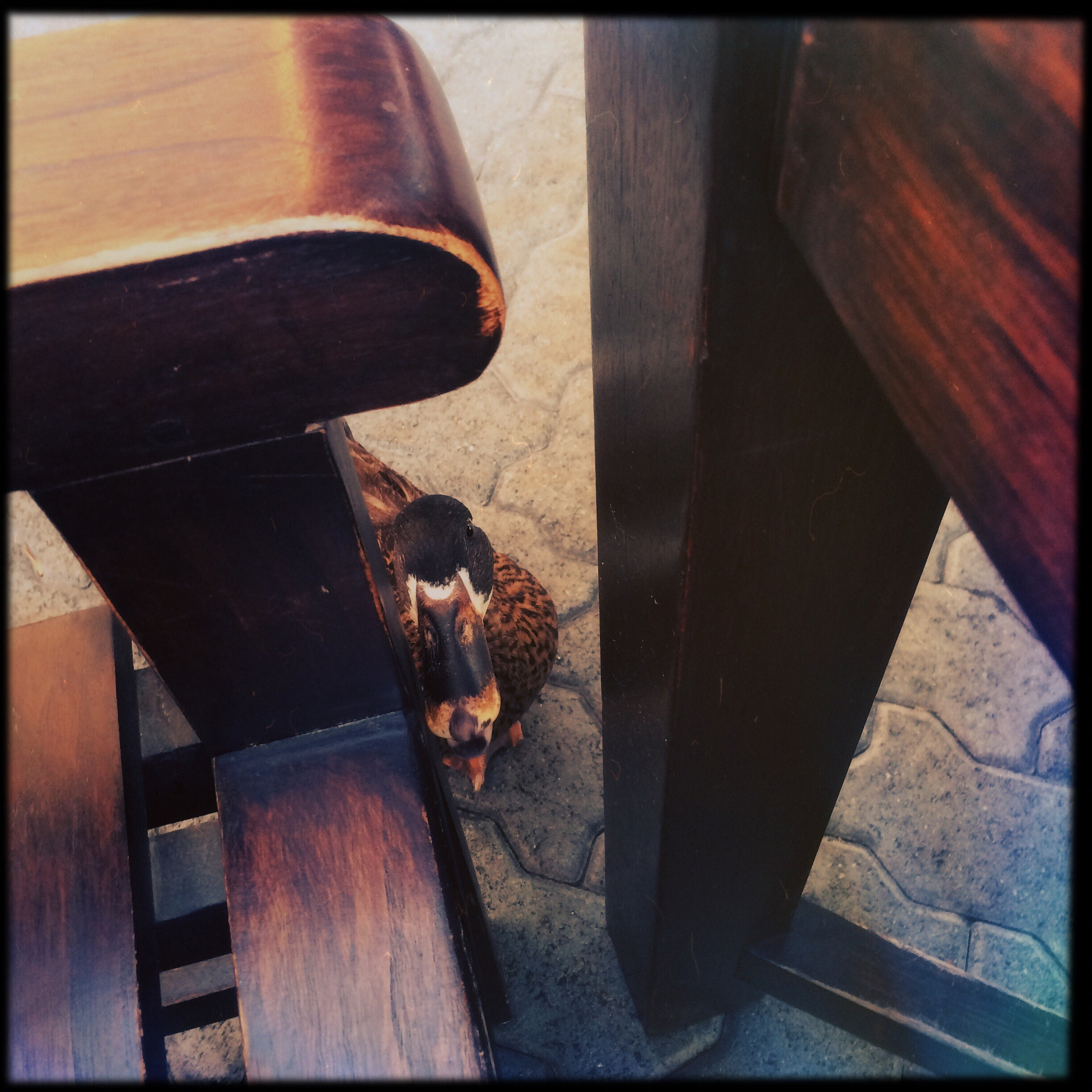 Hipstamatic 275 sample photo