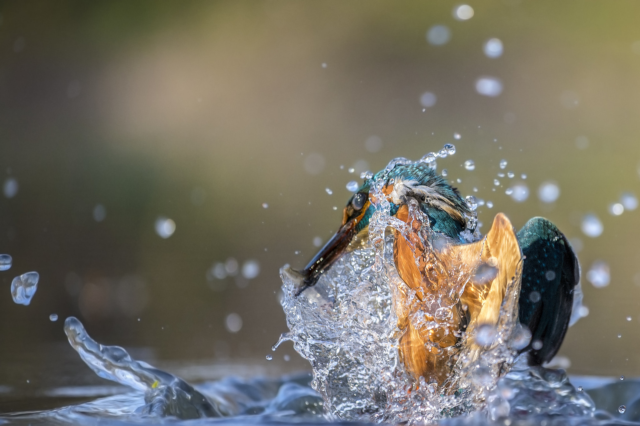 Nikon AF-S Nikkor 70-200mm F4G ED VR sample photo. Kingfisher photography