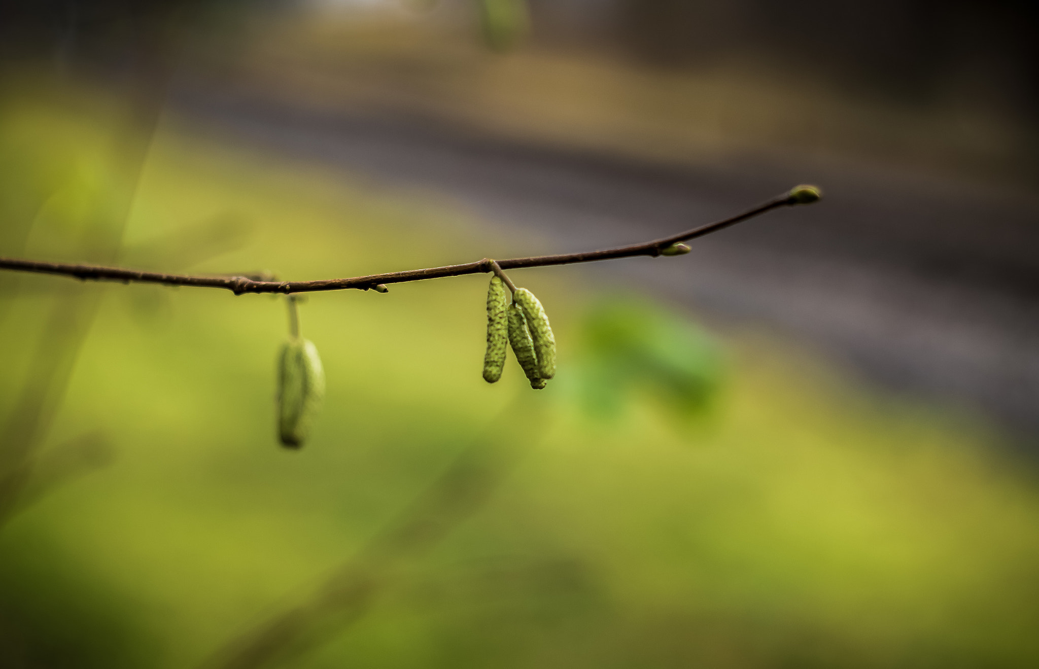 Sony SLT-A58 + Minolta AF 50mm F1.7 New sample photo. Winter 2015 photography