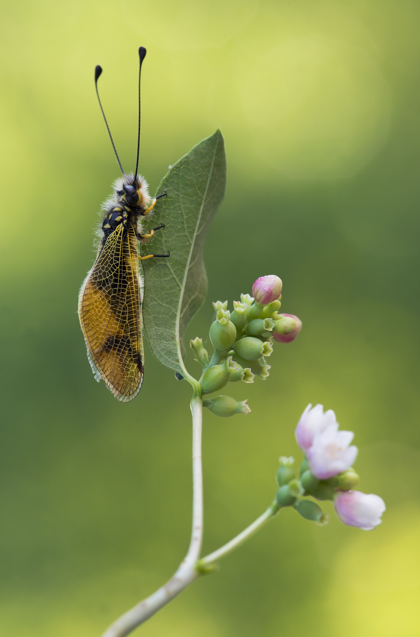 Sigma 150mm F2.8 EX DG Macro HSM sample photo. Longicornis photography