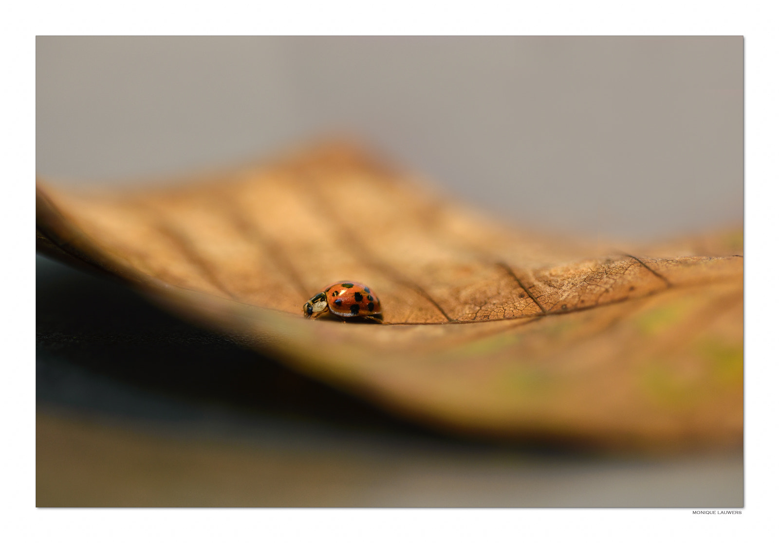 Sigma 150mm F2.8 EX DG OS Macro HSM sample photo. Ladybug on exploration photography