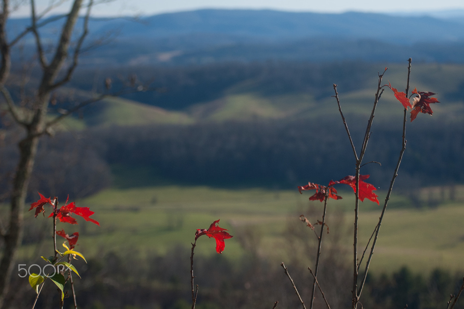 Nikon D70s sample photo. Japanese maple, virgina photography