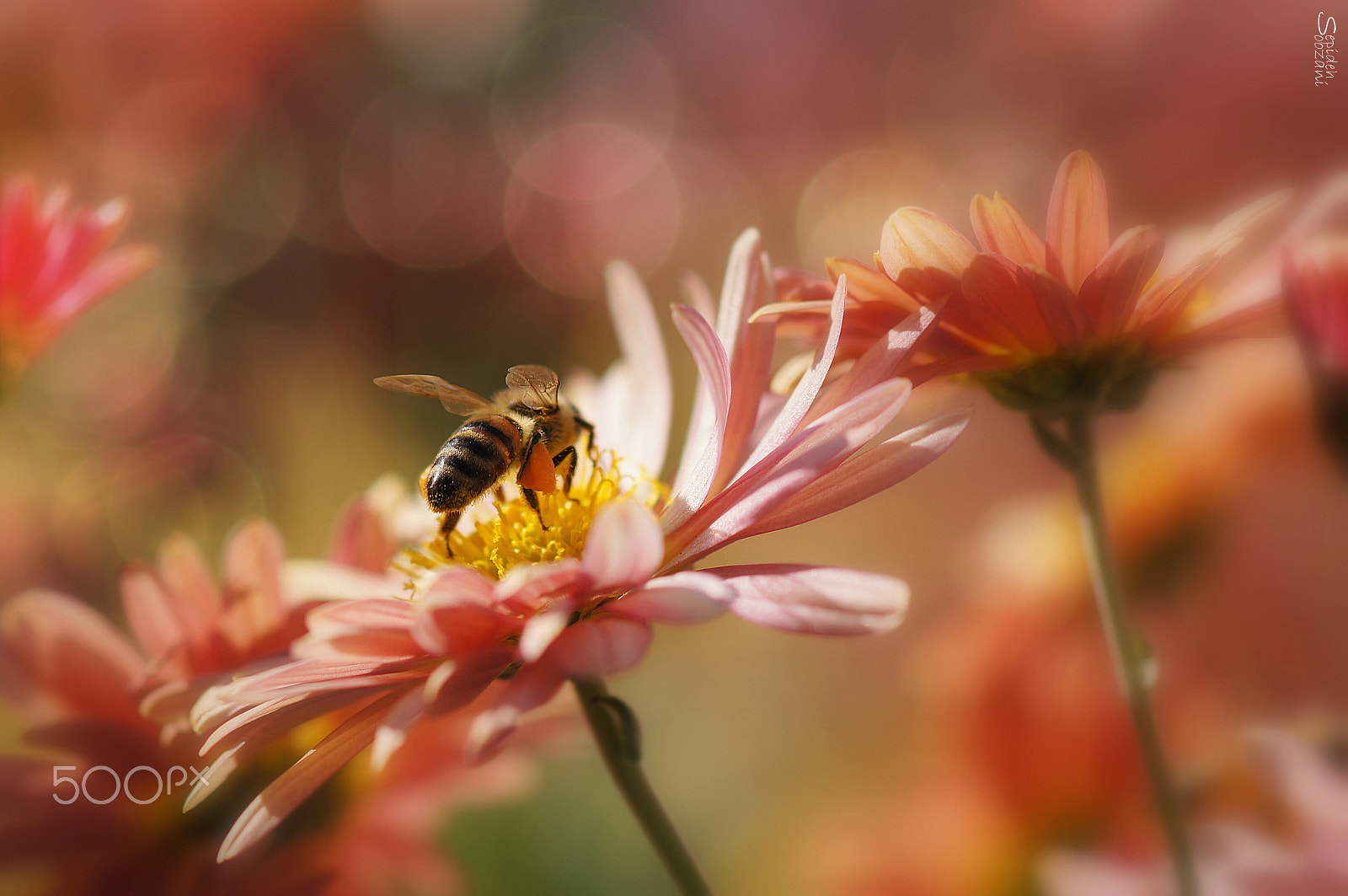 Sony SLT-A35 + Tamron SP AF 90mm F2.8 Di Macro sample photo. A moment in paradise photography