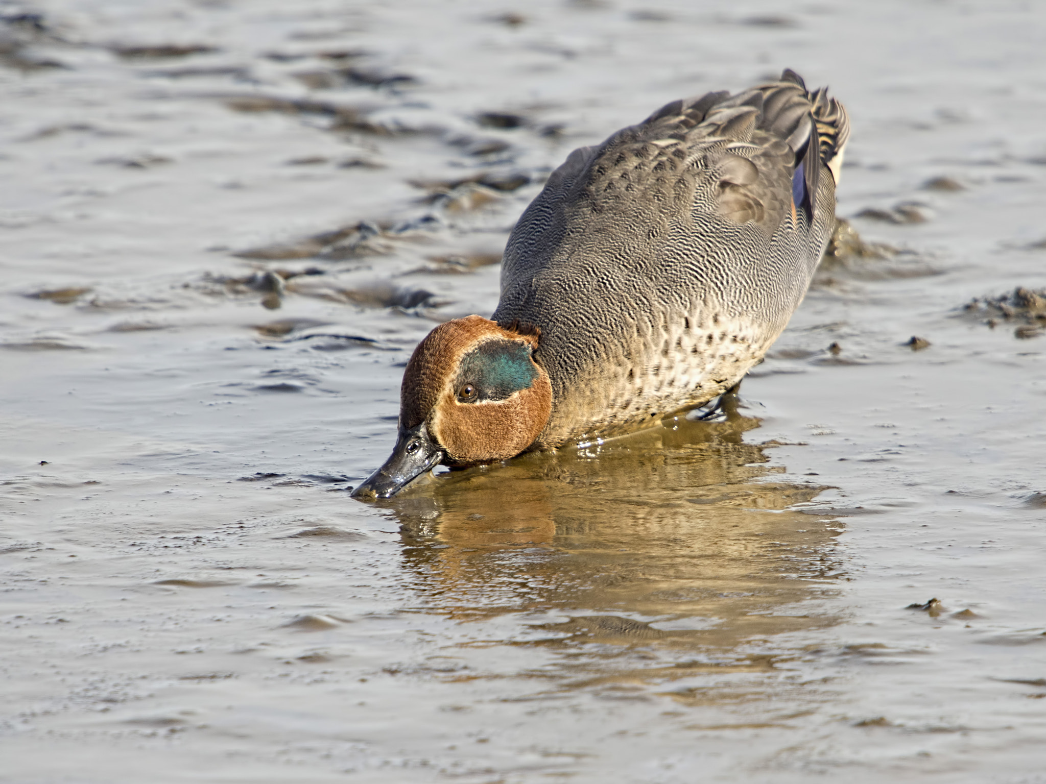 Olympus OM-D E-M5 + SIGMA 50-500mm F4-6.3 DG HSM sample photo. Teal (anas crecca) feeding photography