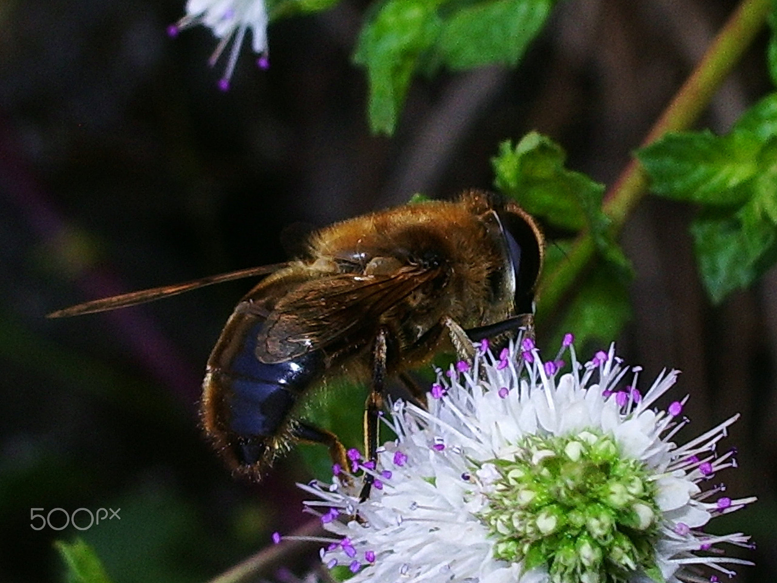 Pentax OPTIO S50 sample photo. S/t photography