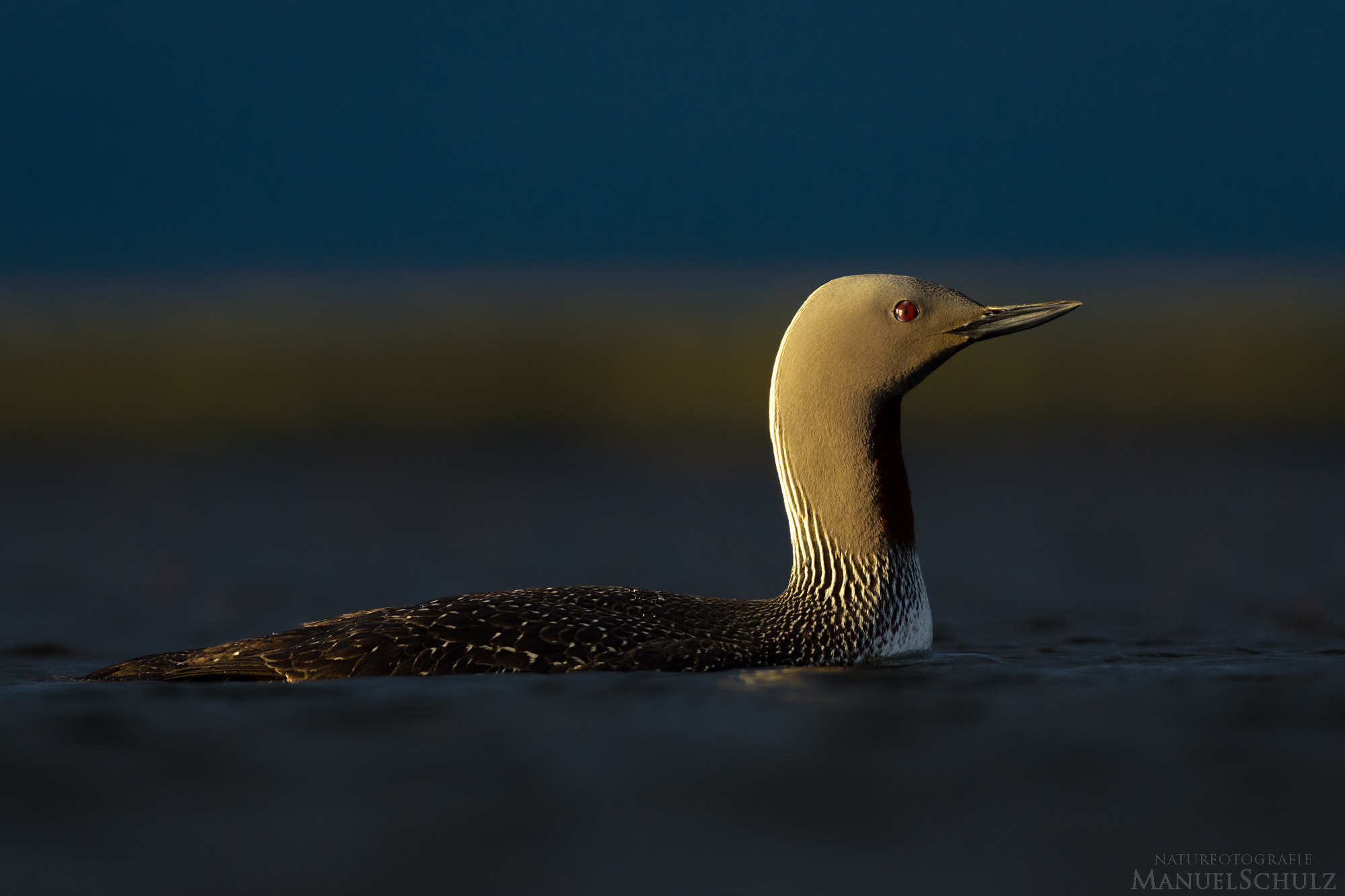 Nikon AF-S Nikkor 300mm F2.8G ED VR II sample photo. Last light photography
