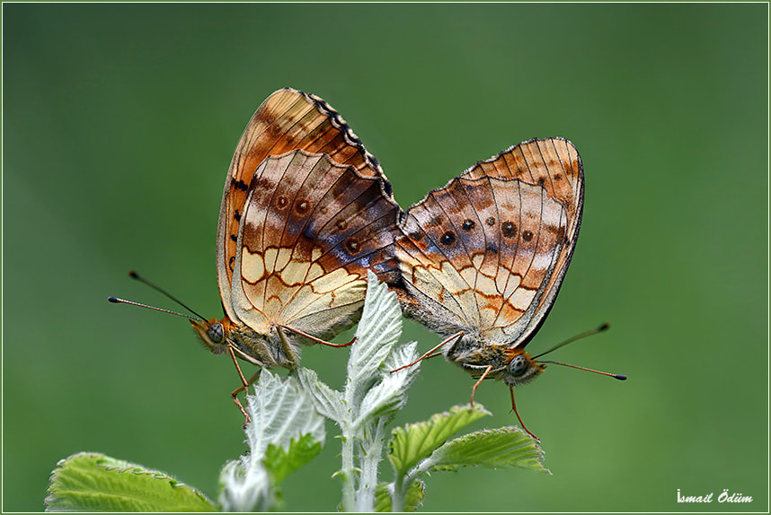Sigma 150mm F2.8 EX DG OS Macro HSM sample photo. Böğürtlen brendisi photography
