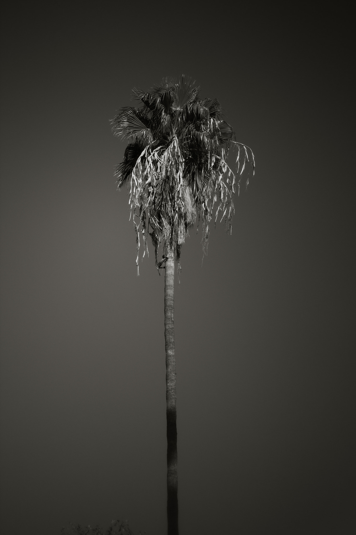 Canon EOS 600D (Rebel EOS T3i / EOS Kiss X5) + Canon EF 50mm f/1.8 sample photo. Palm tree photography