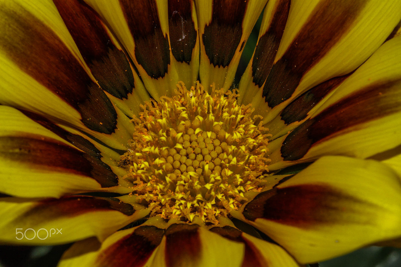 Canon EOS 50D + Canon EF 100mm F2.8 Macro USM sample photo. Flowers and spider in a lily photography