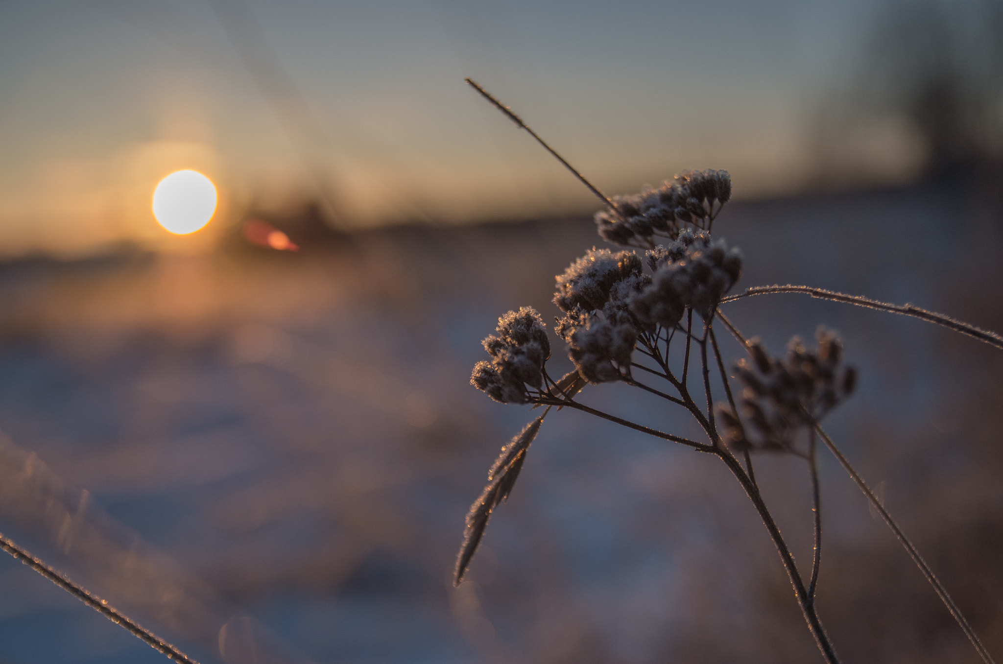 Pentax K-500 + Sigma sample photo. Short day photography