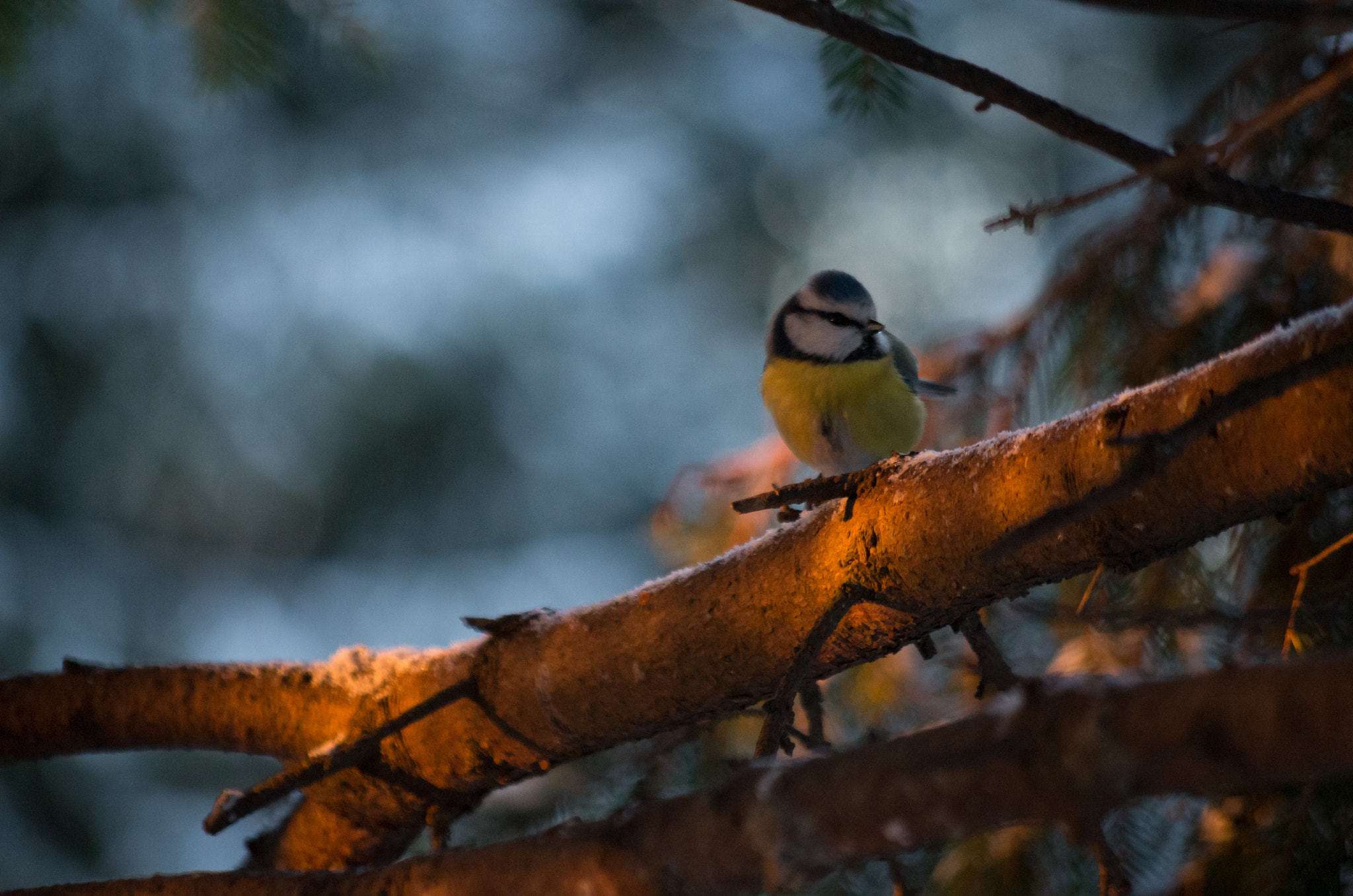 smc PENTAX-DA L 50-200mm F4-5.6 ED sample photo. Keep me warm photography