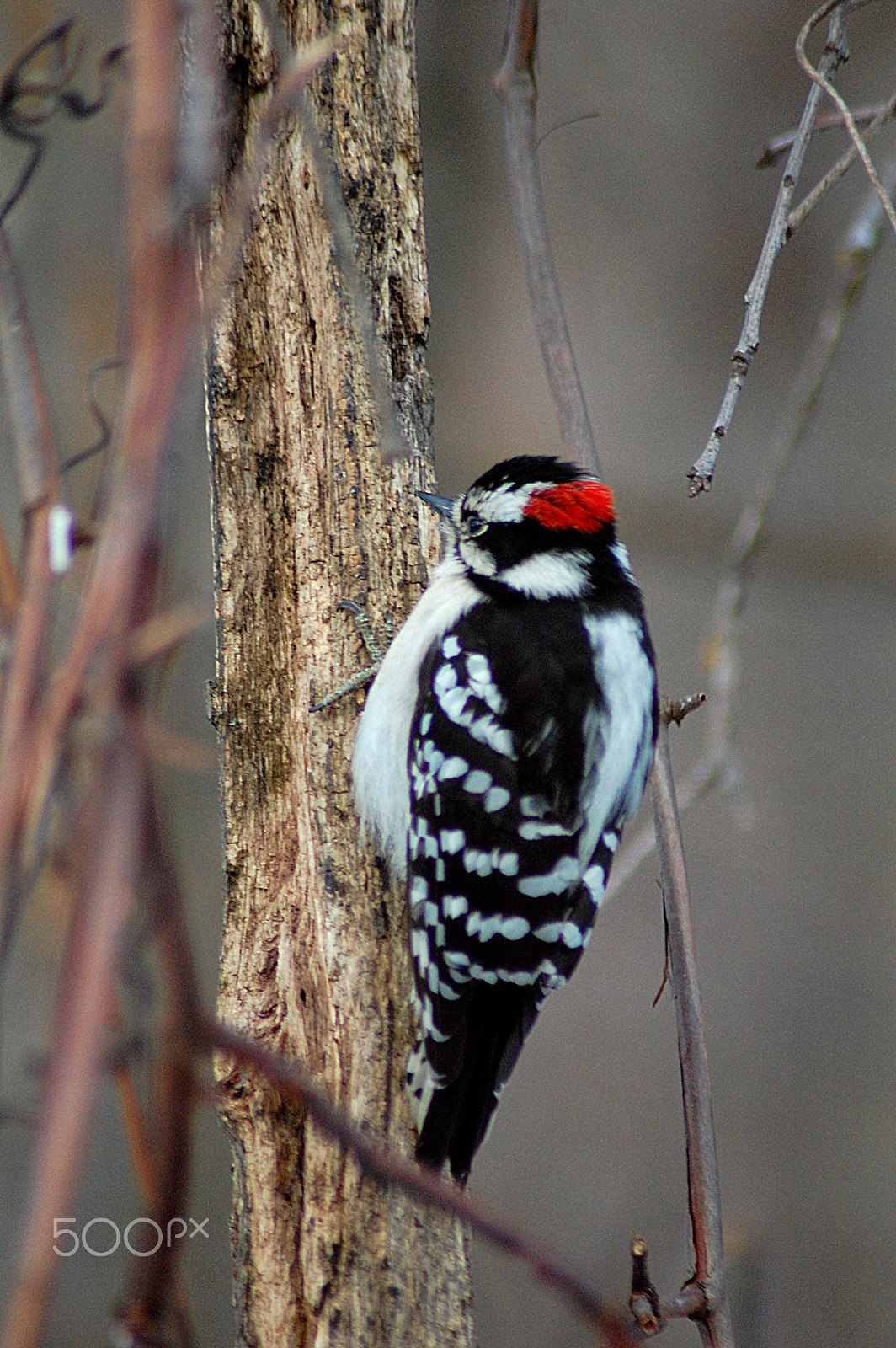 Nikon AF Nikkor 70-300mm F4-5.6G sample photo. Downy woodpecker photography