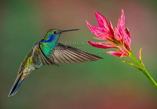 Canon EF 400mm F4.0 DO IS USM sample photo. Green violetear hummingbird photography