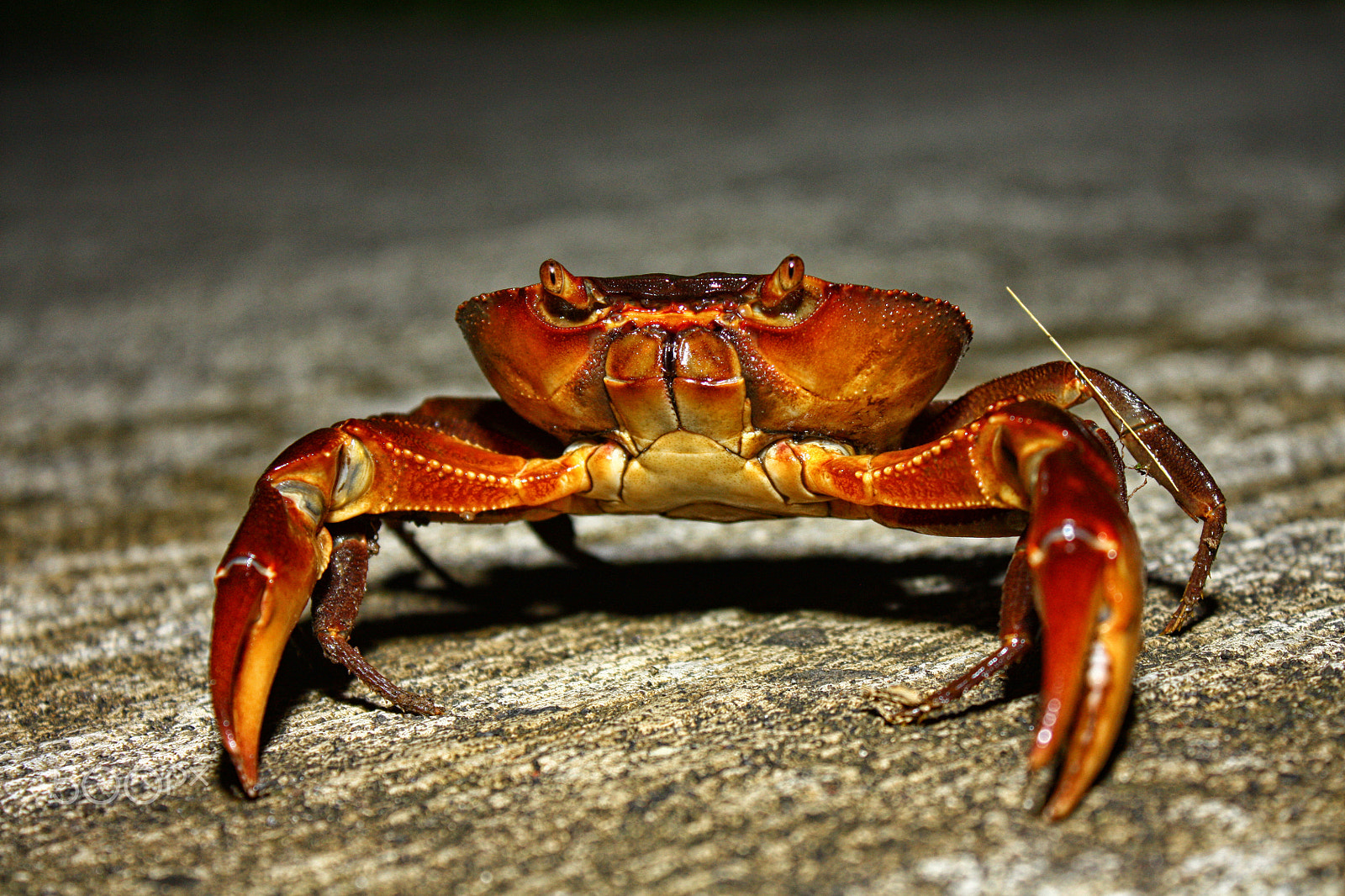 Canon EOS 450D (EOS Rebel XSi / EOS Kiss X2) sample photo. Crab photography