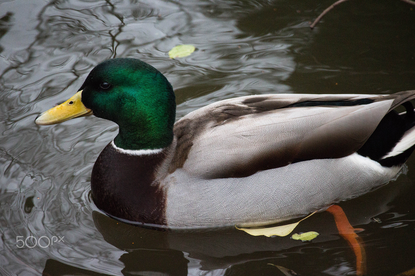 Canon EOS M sample photo. Amsterdam duck photography