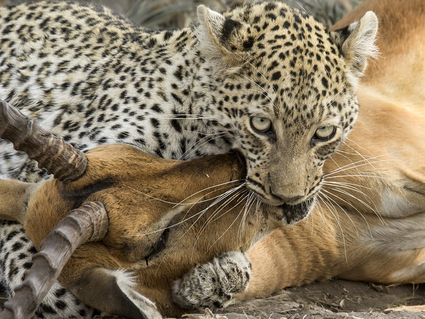 Canon EF 400mm F4.0 DO IS USM sample photo. The kiss of death photography