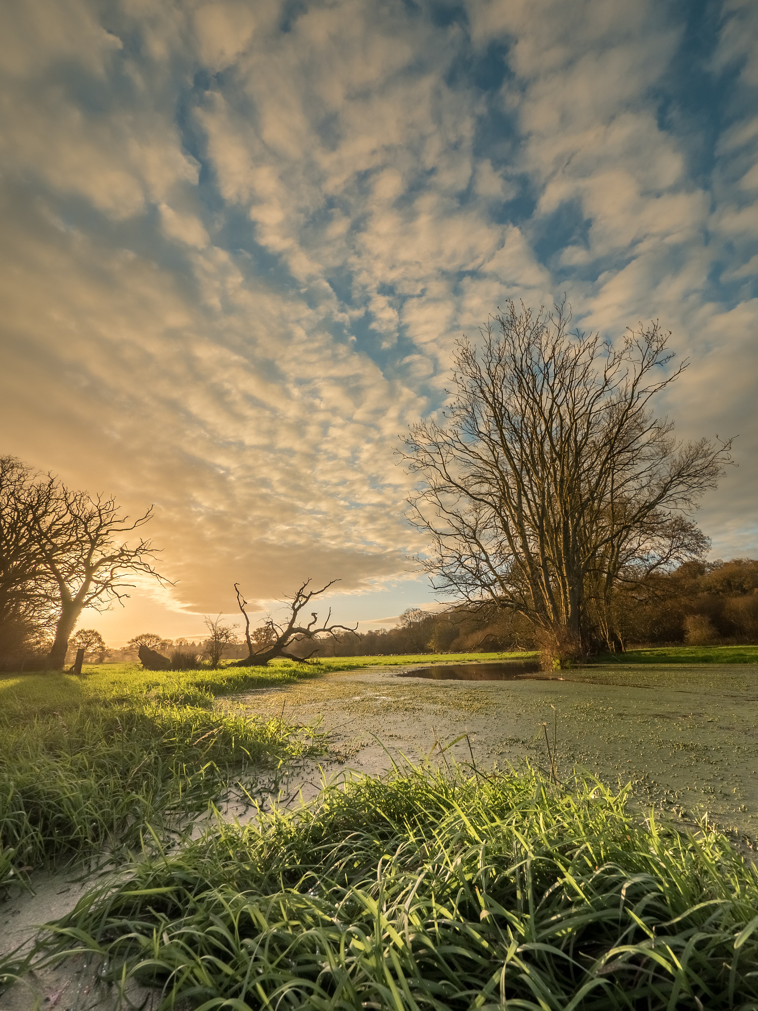 Panasonic Lumix G Vario 7-14mm F4 ASPH sample photo. Mackerel sunrise photography