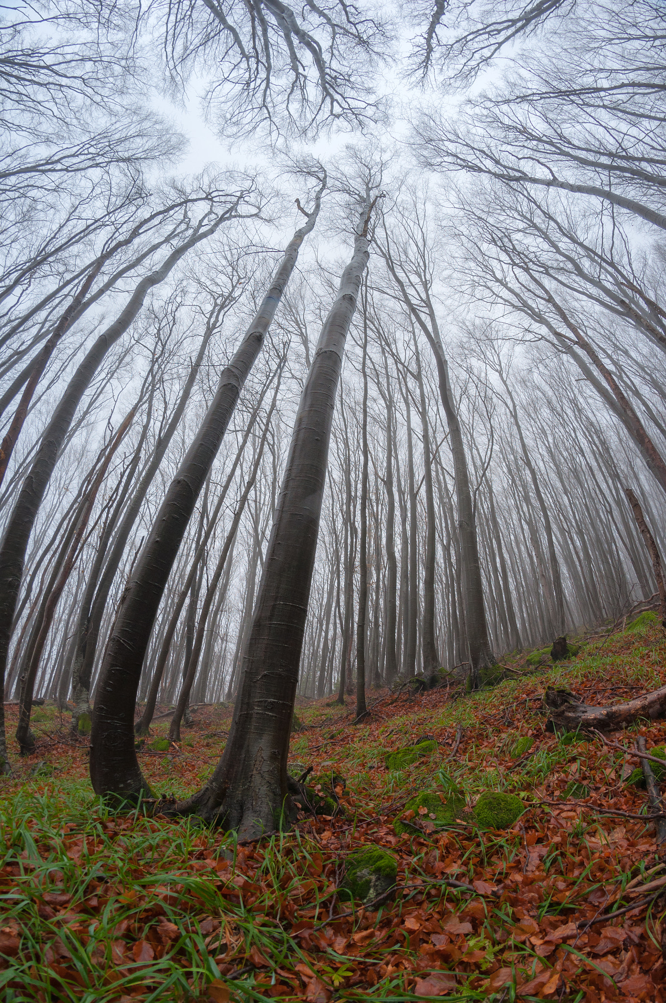 Nikon D90 + Samyang 8mm F3.5 Aspherical IF MC Fisheye sample photo. Fisheye photography