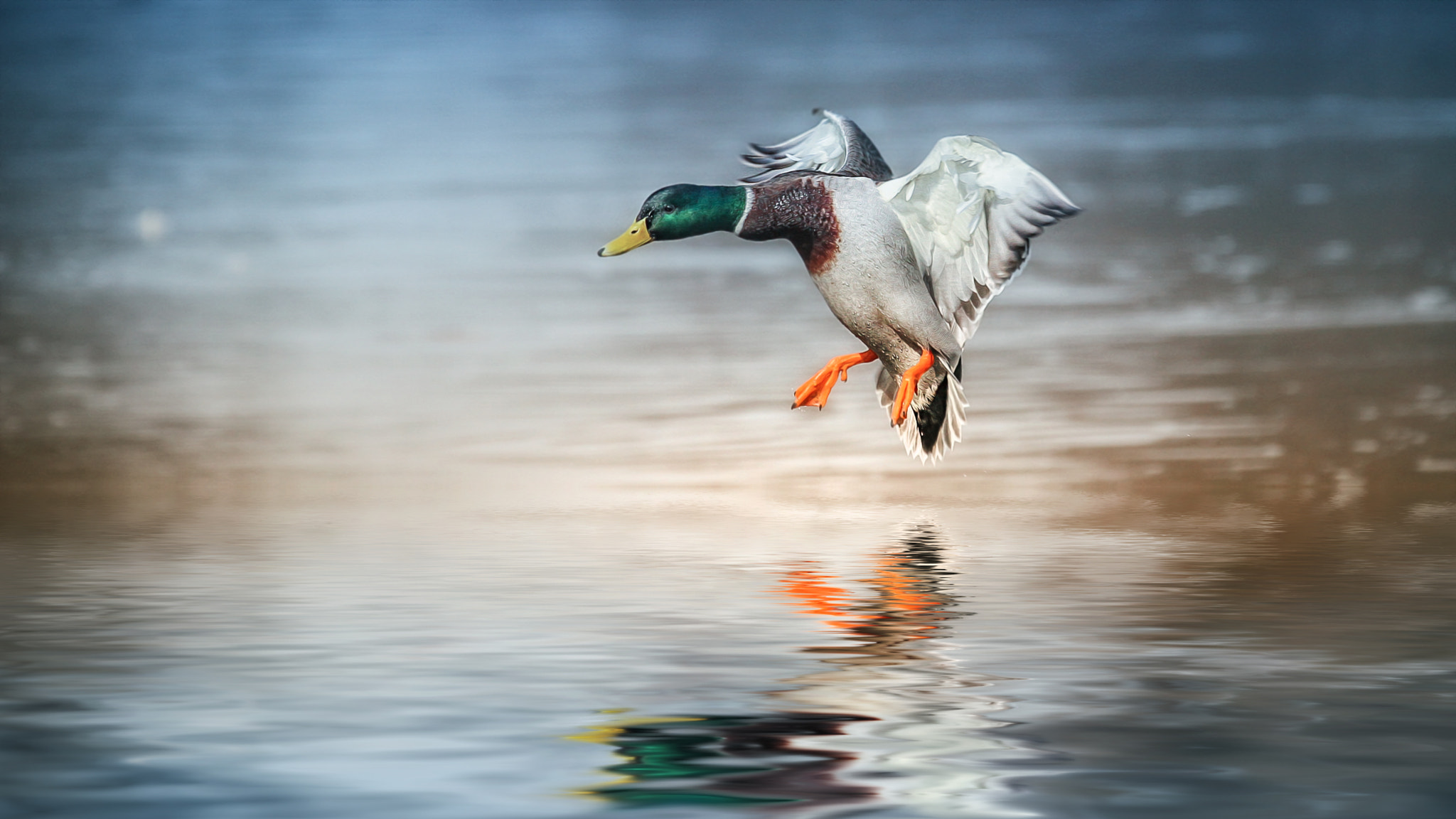 Sigma 50-500mm f/4-6.3 APO HSM EX sample photo. Landing zone photography