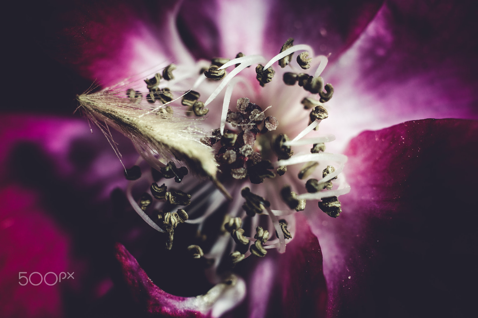 Sony a6000 + Canon EF 35-80mm f/4-5.6 sample photo. Flower power photography